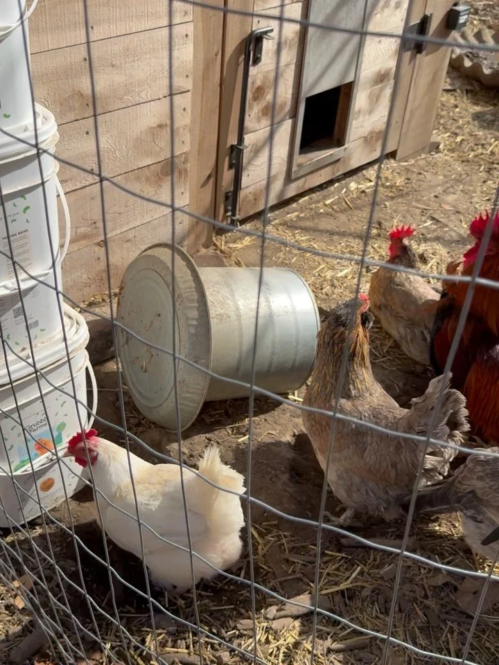 Hello chickens!  Our first adventure with chickens! 🐓 (and a cutie dog named Link) #magnoliaprovisions 

@becausenicoleh