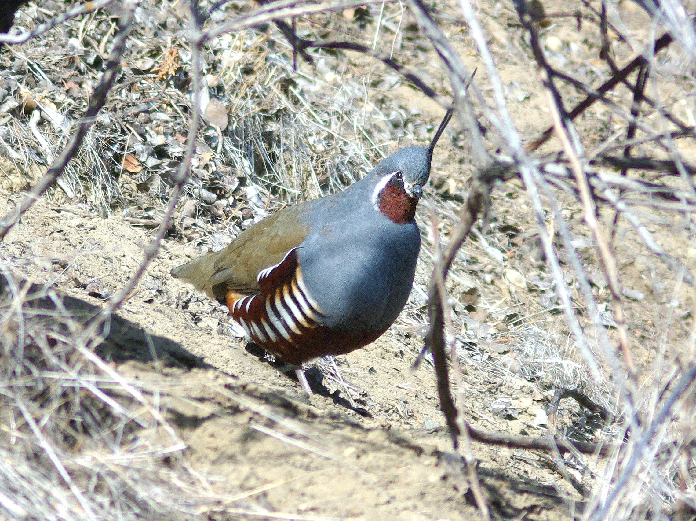 A mountain quail crosses dry brush on the Carrizo Plain National Monument, San Luis Obispo County