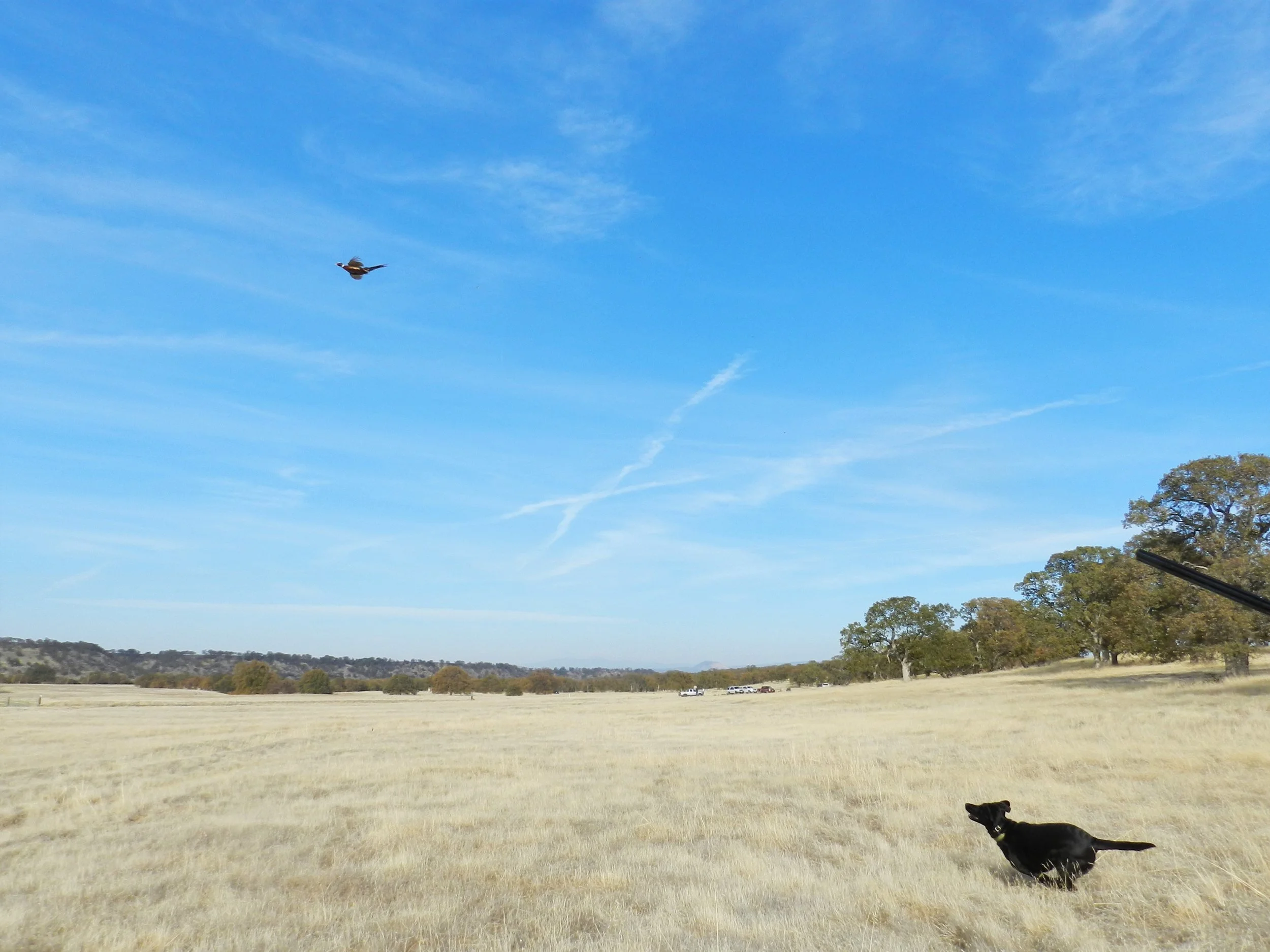 A black dog runs under a rooster pheasant as it flushes over golden grass and oaks