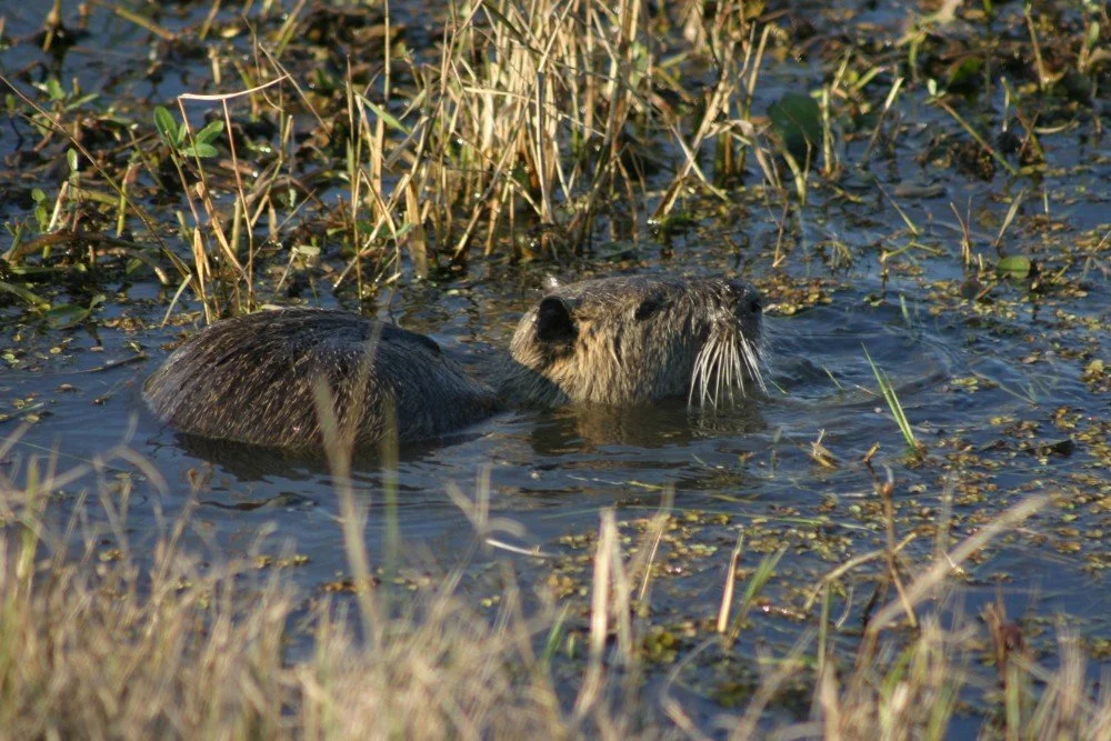 The Rodent Eating Gamebird Habitat