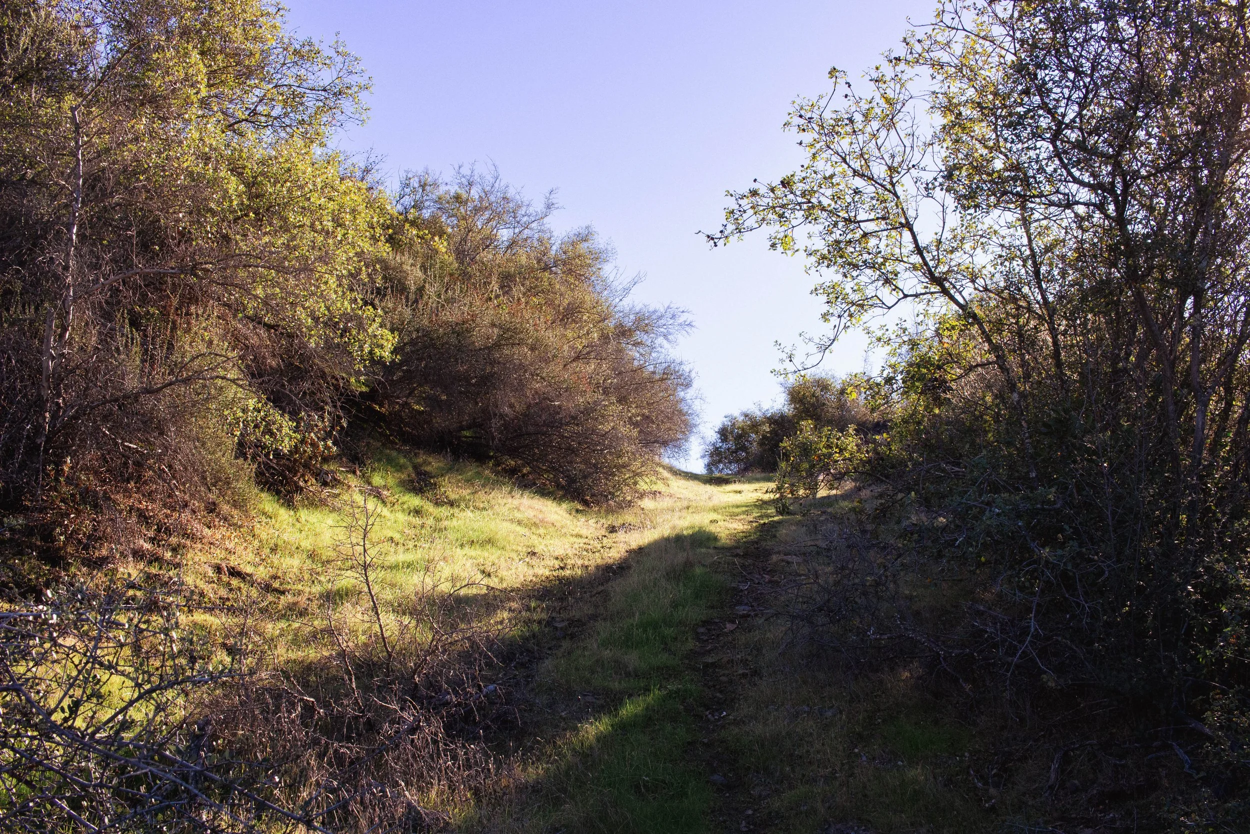 Scouting California Quail in Spring: What to Look For Before the Season Starts
