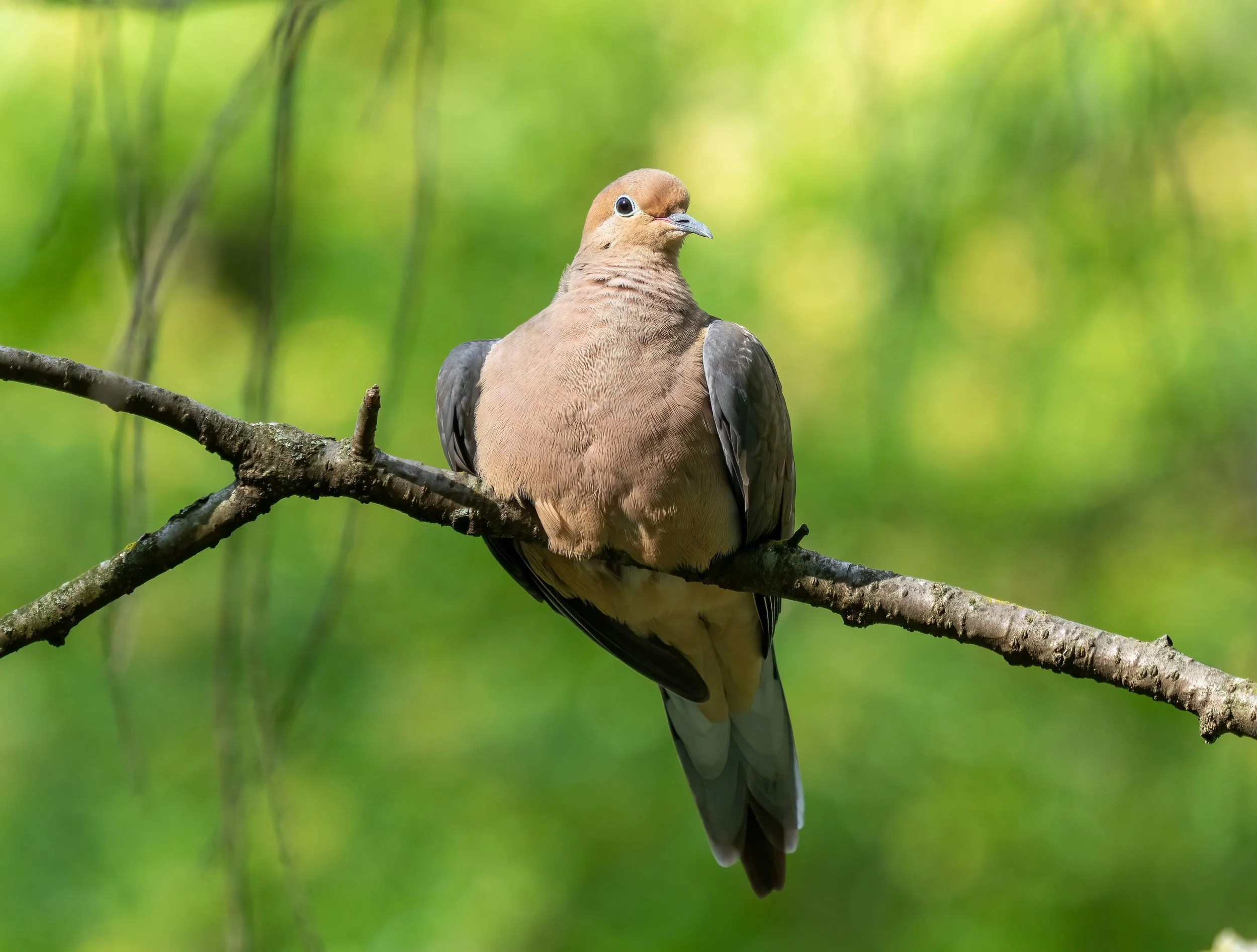 Planning a Sacramento Valley Dove Opener: What NorCal Hunters Should Do Now