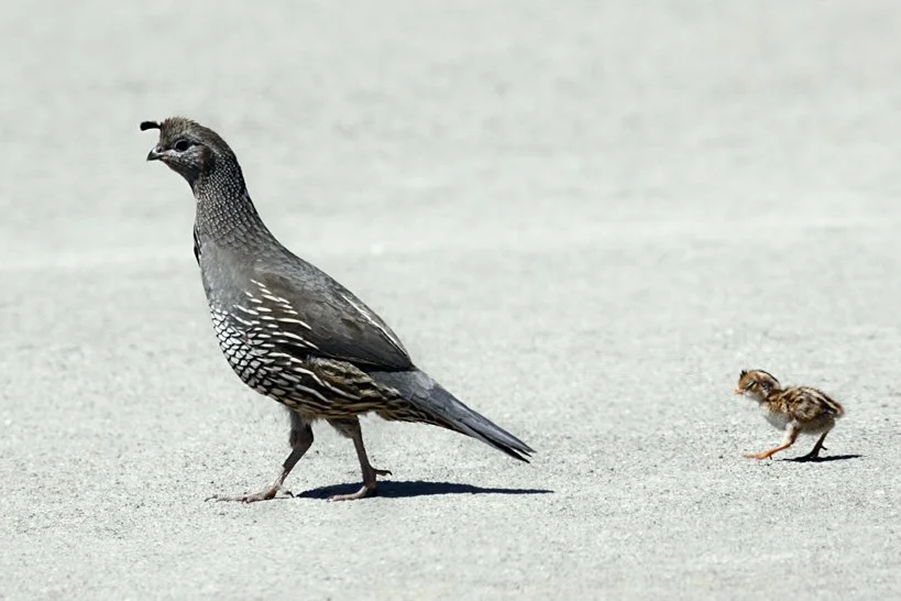 Reading May Greenup: What Bunchgrass Tells You About Fall Valley Quail in NorCal
