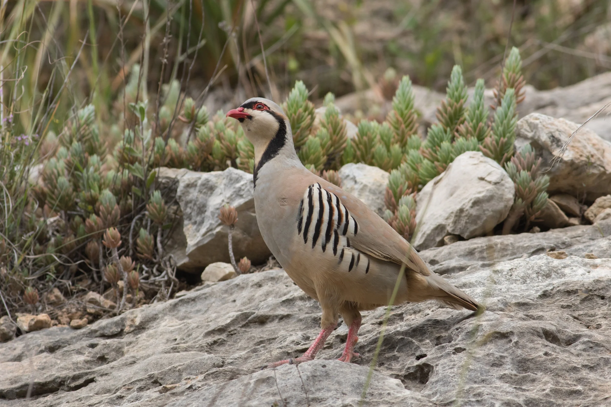 Planning a Modoc Plateau Chukar Hunt: A NorCal Scouting Guide