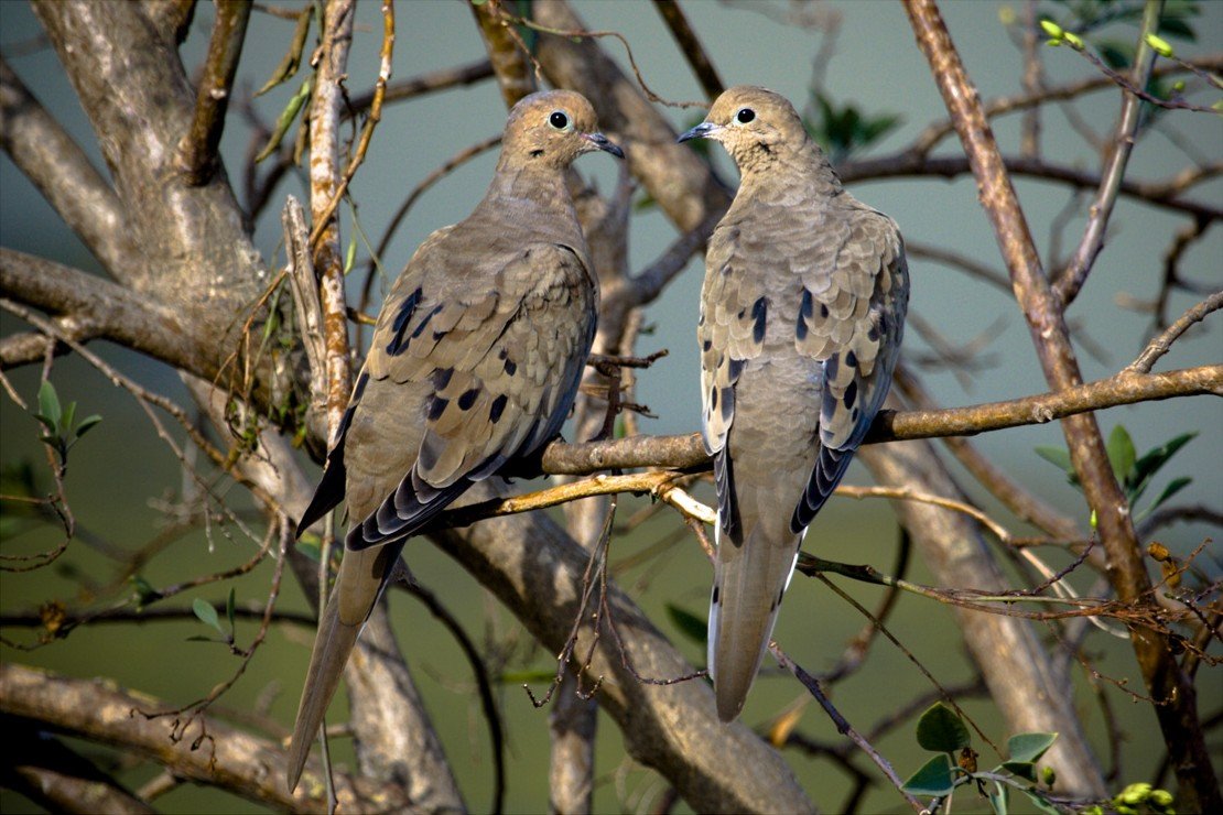 Sacramento Valley Dove Field Prep: A Pre-Opener May Drive-By Metho
