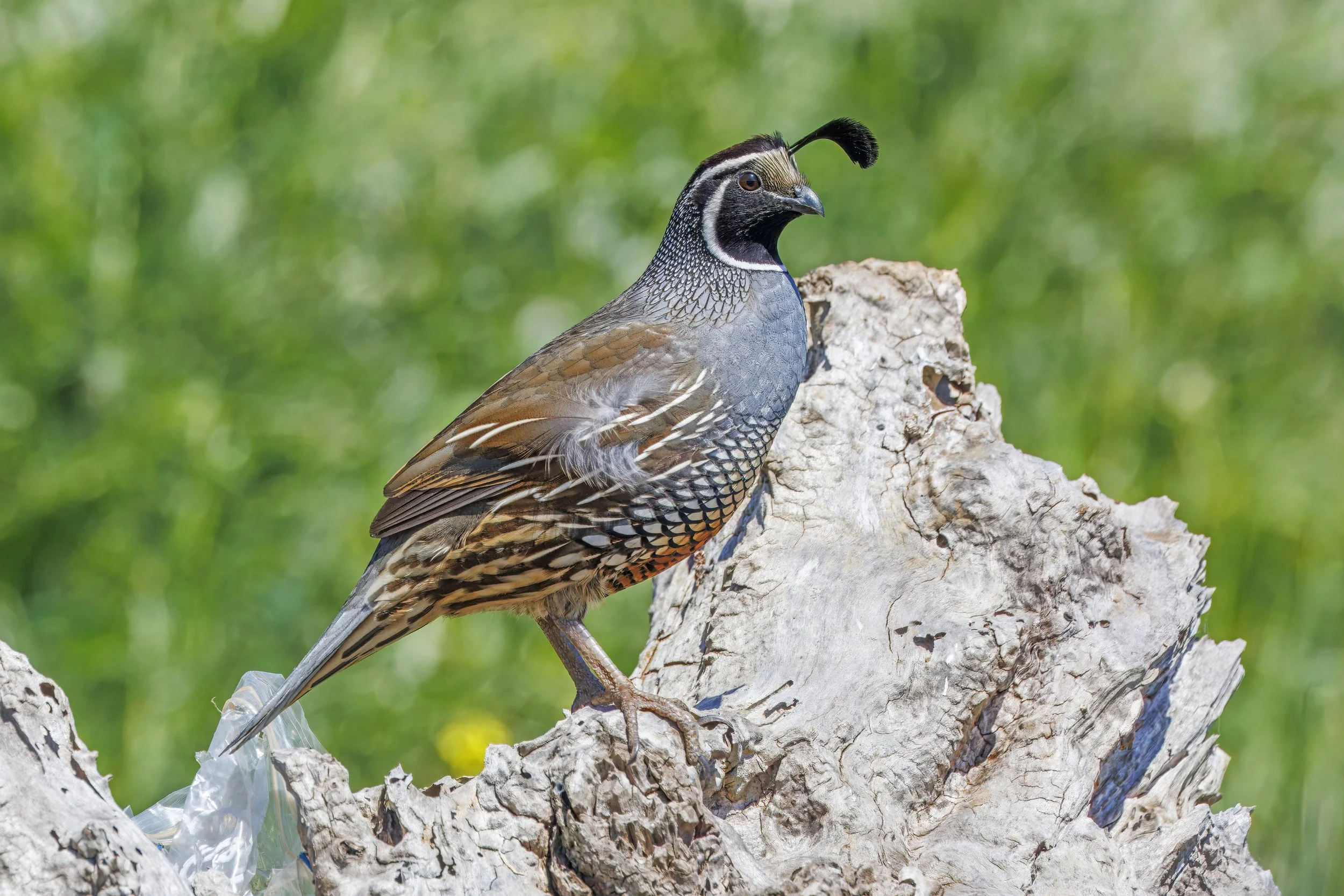 The Presidio Quail Reintroduction: A NorCal Conservation Win Worth Watching