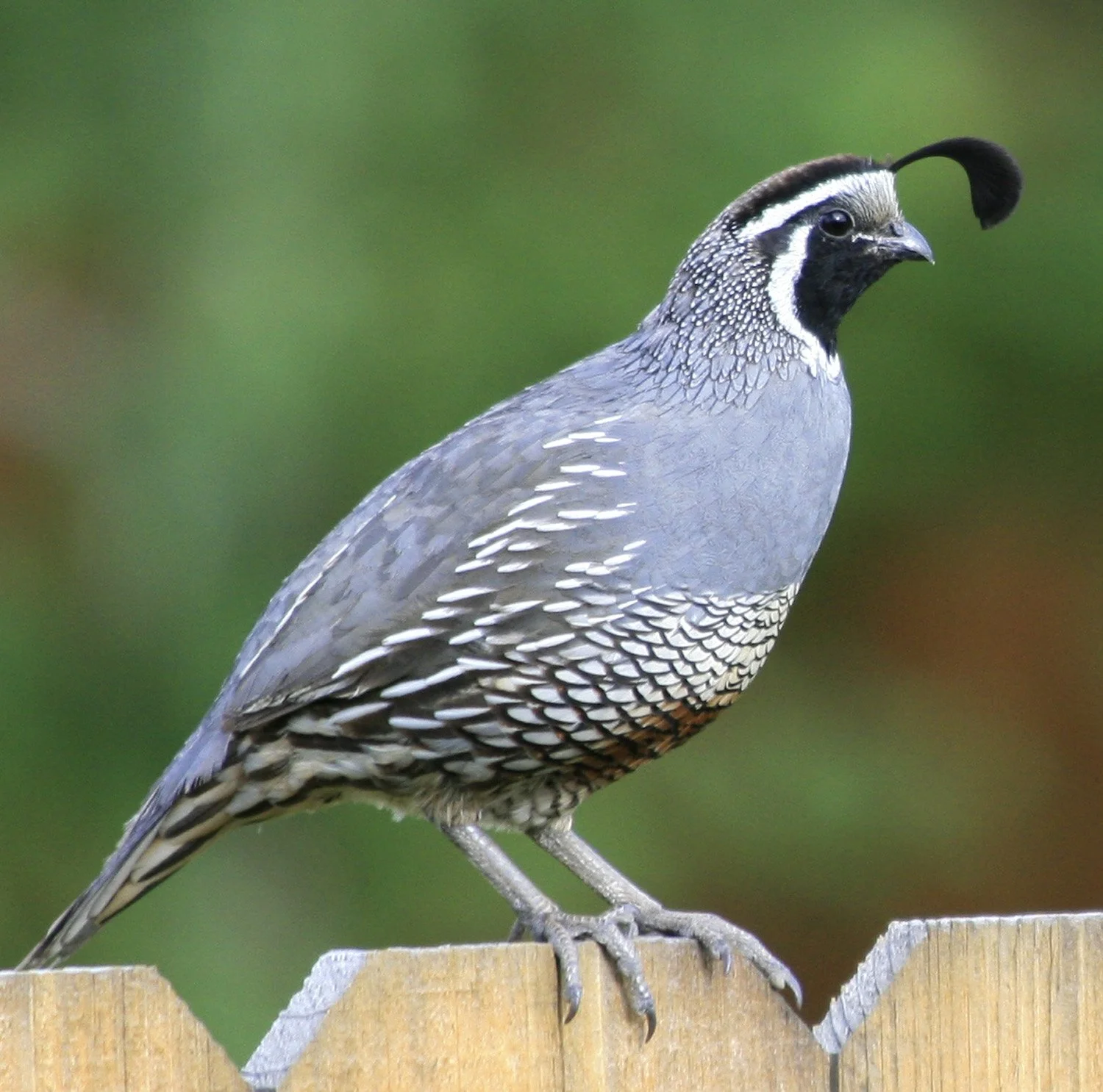 Your Upland Stamp at Work: How California's $10 Validation Funds Wild Bird Habitat