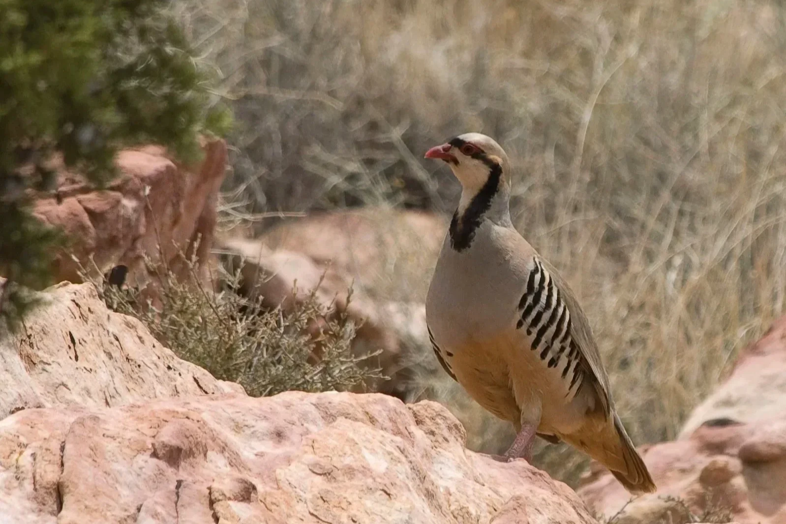 Planning a First Trip to Owens Valley Chukar Country: What We Found, and What We'll Find Out in October