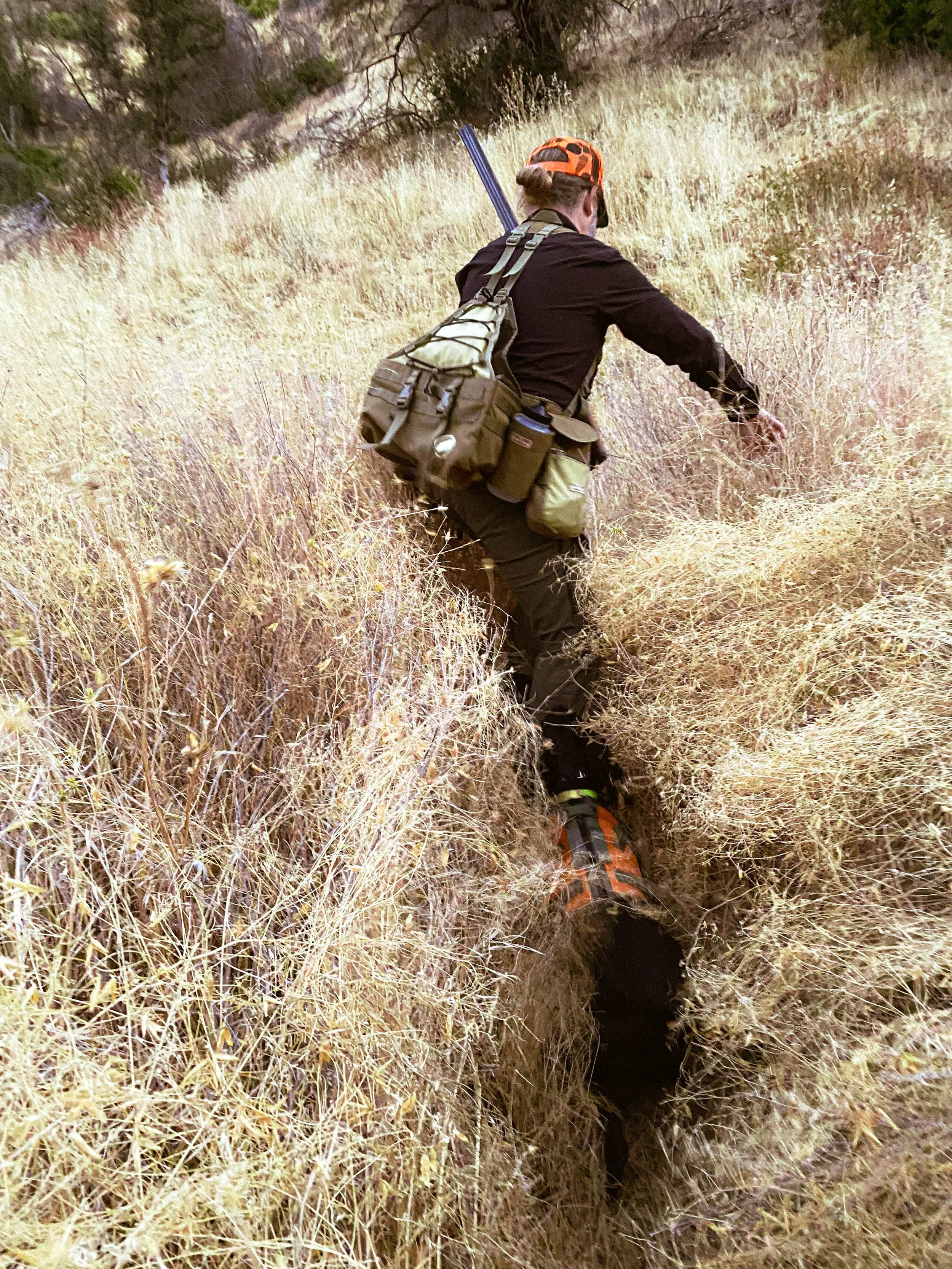 Foxtail Season for California Bird Dogs: A Handler's Prevention and First-Aid Plan