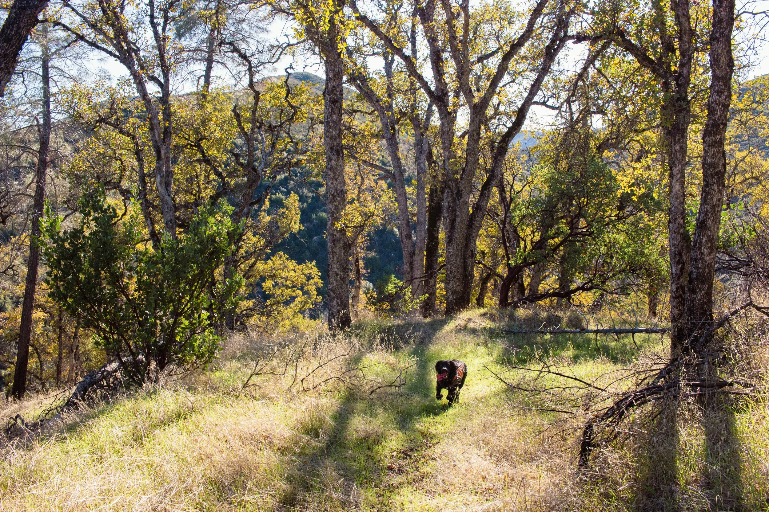 What I Carry for Alan: A California Bird-Dog Kit That Actually Works