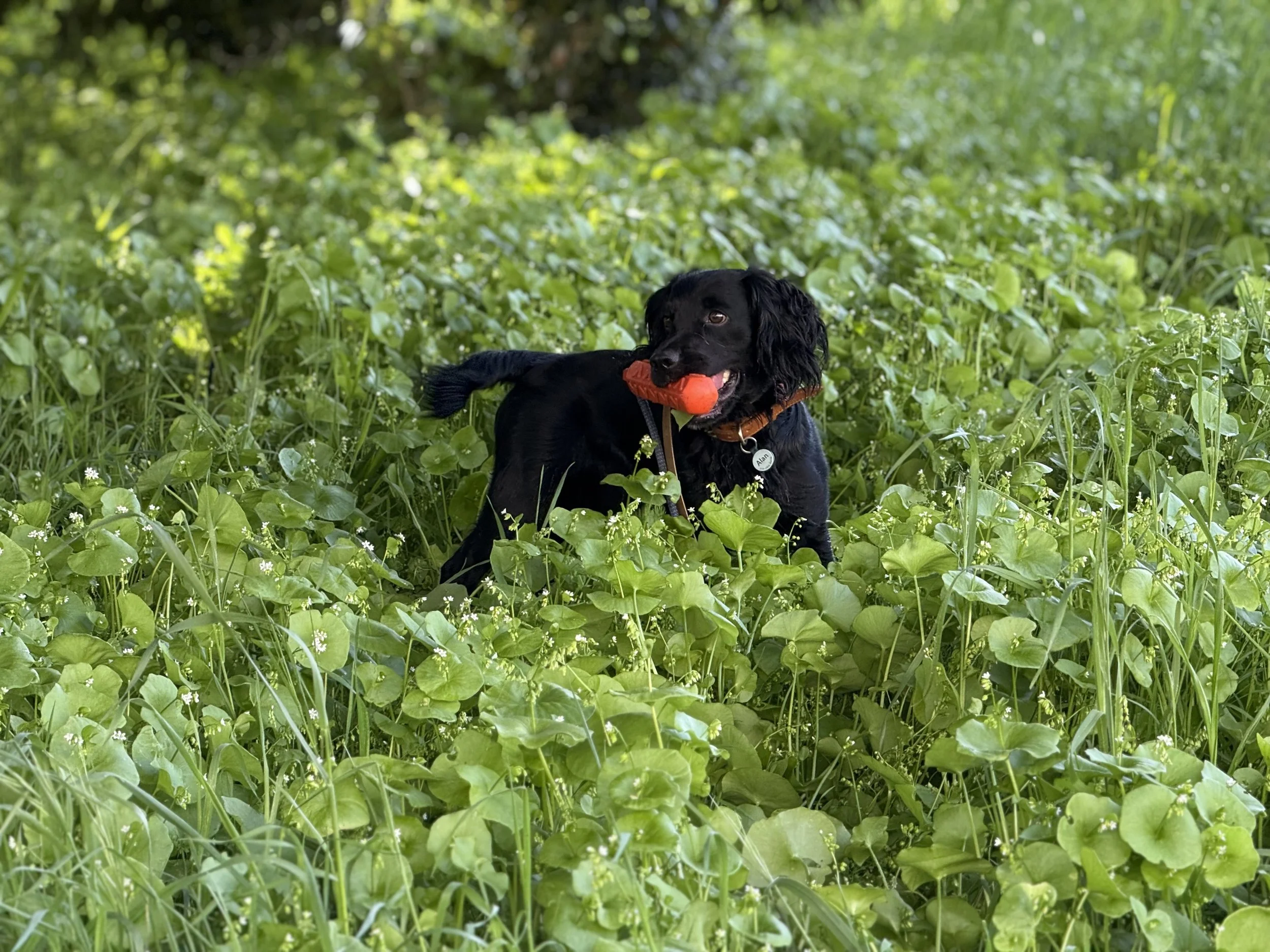 Picking a Puppy from a California Litter: Questions to Ask Before You Pay