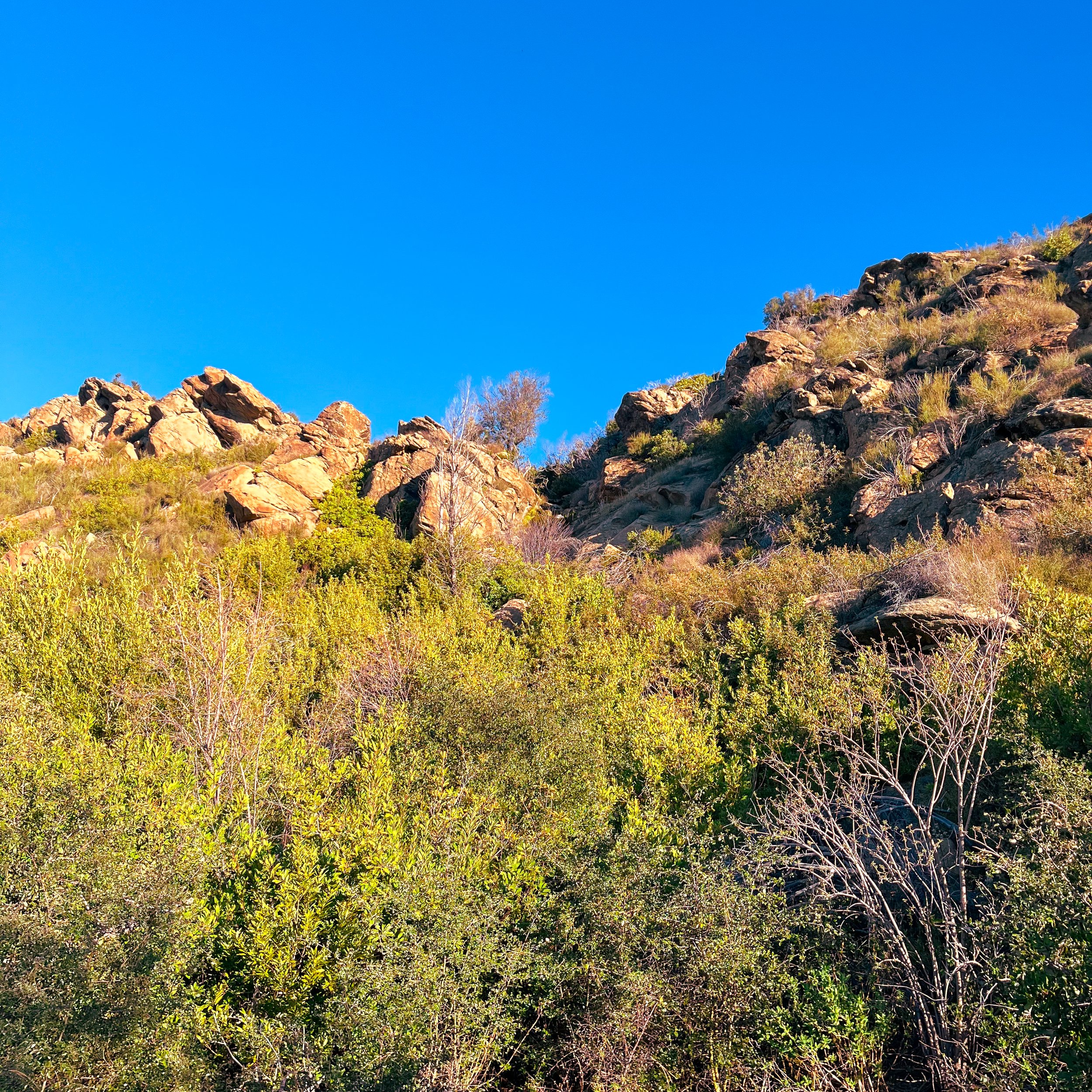California's Coastal Sage Scrub for Valley Quail: The South Coast Range from Monterey to Santa Barbara