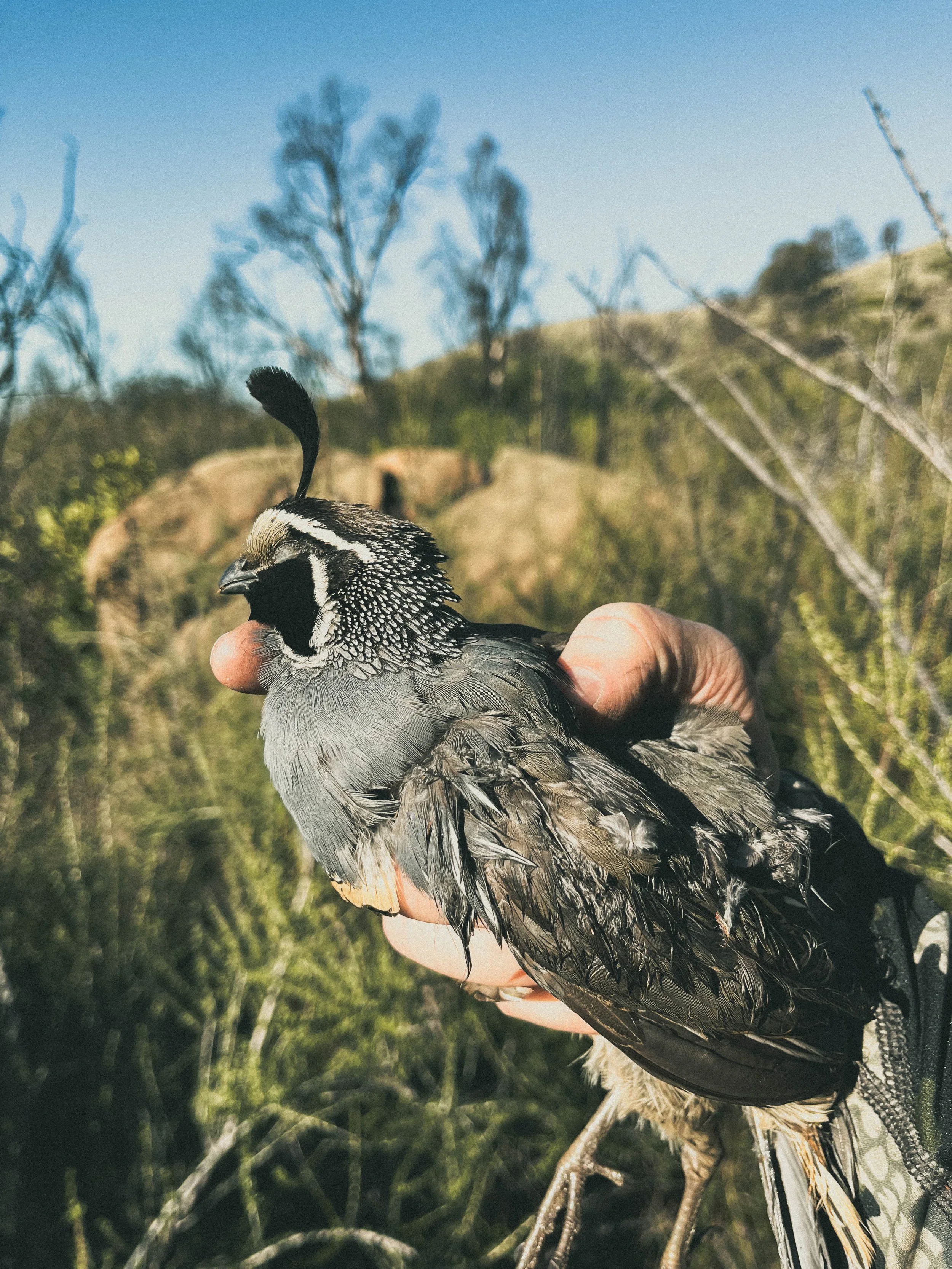 The California Valley Quail Hunting Guide: Where, When, and How to Hunt Callipepla californica