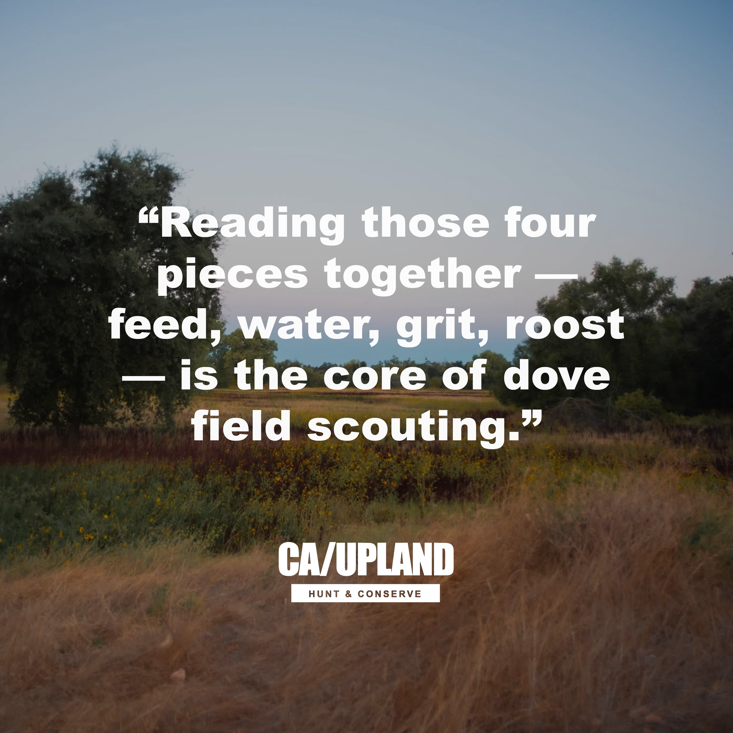 Scouting Summer Dove Fields in California: Reading Sunflower, Safflower, and Grain Edges Before the September Opener