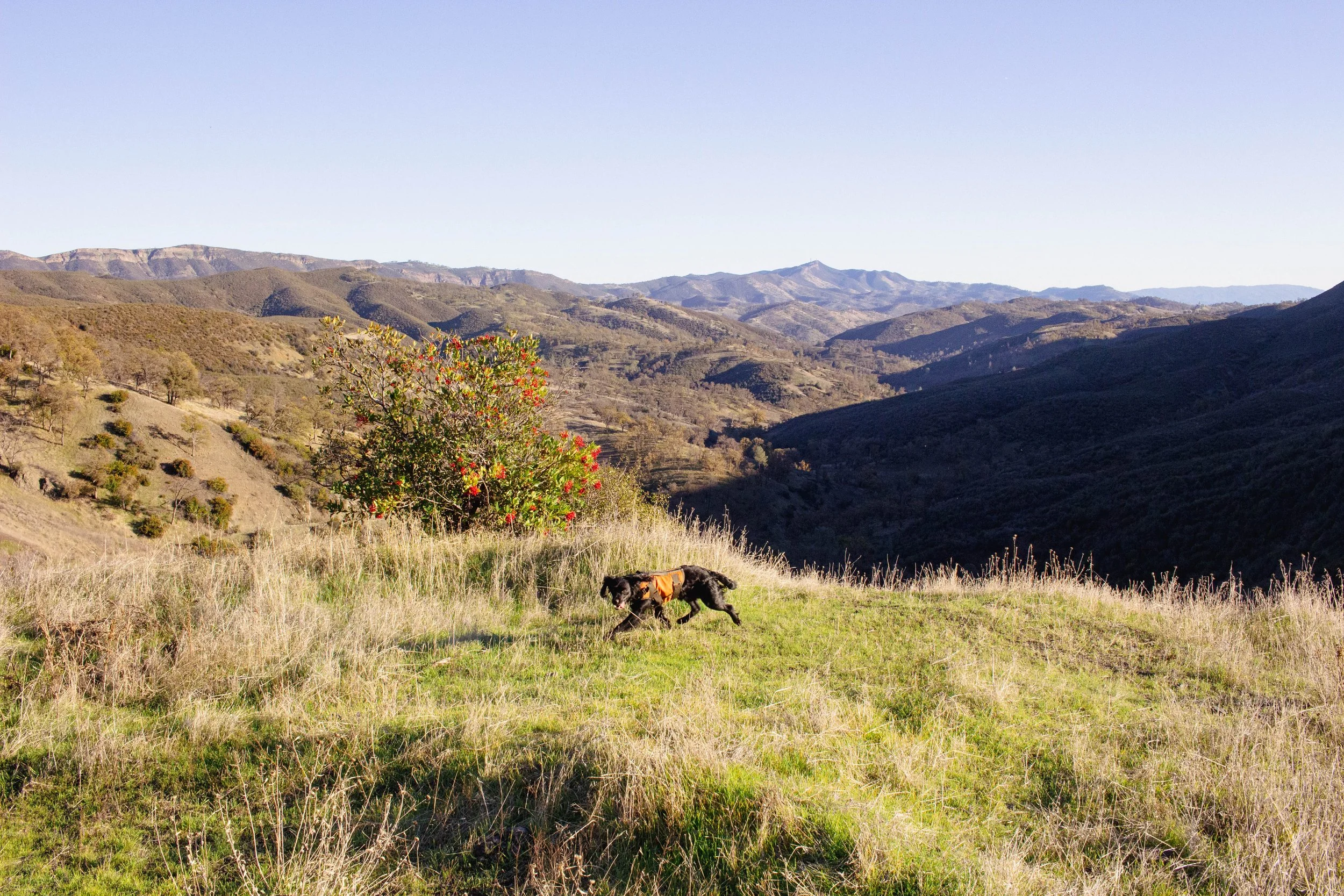 Why Upland Hunters Should Be Rooting for California's Conservation Groups