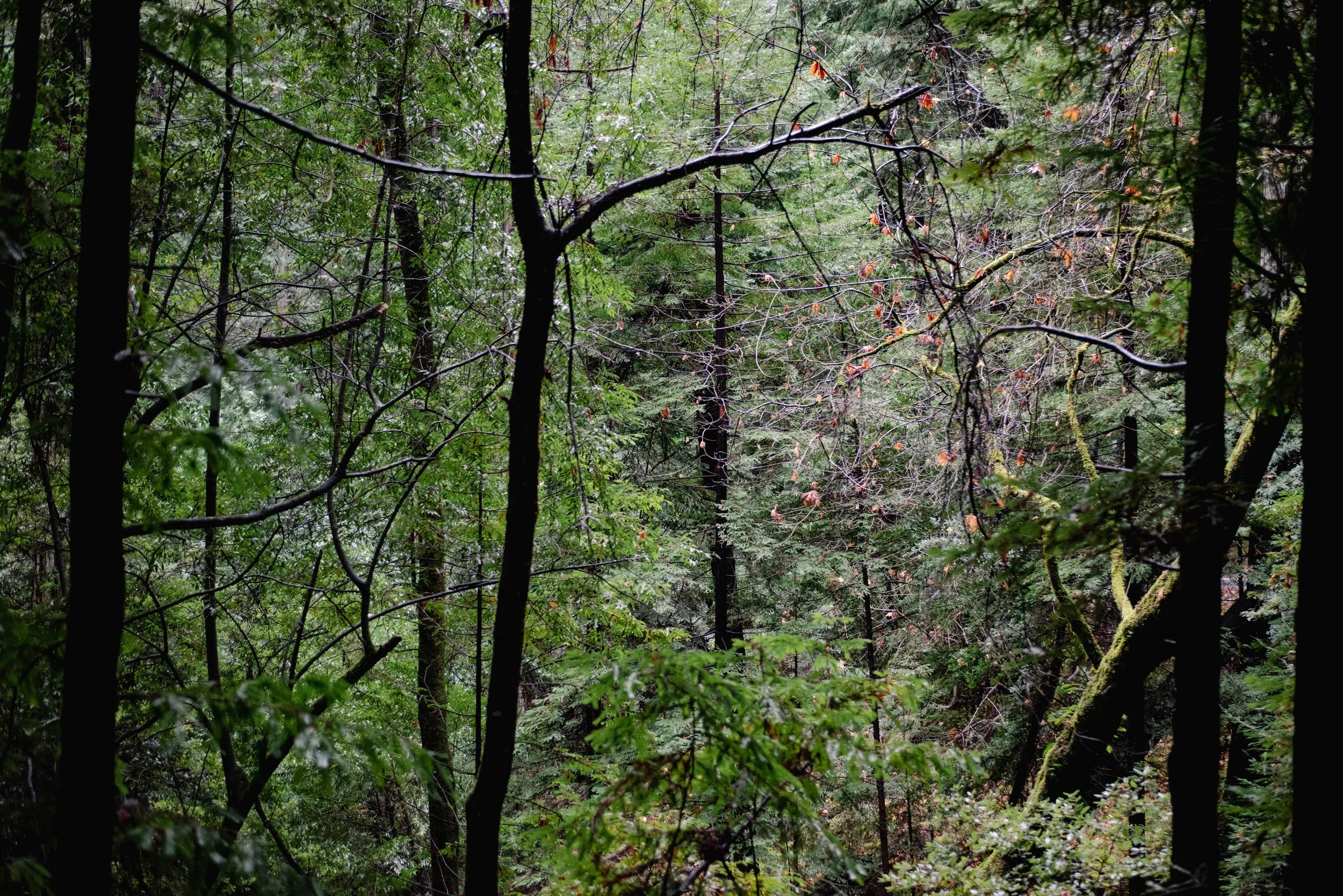 The California Mountain Quail Hunting Guide: Where, When, and How to Hunt Oreortyx pictus, the West's Most Overlooked Upland Bird