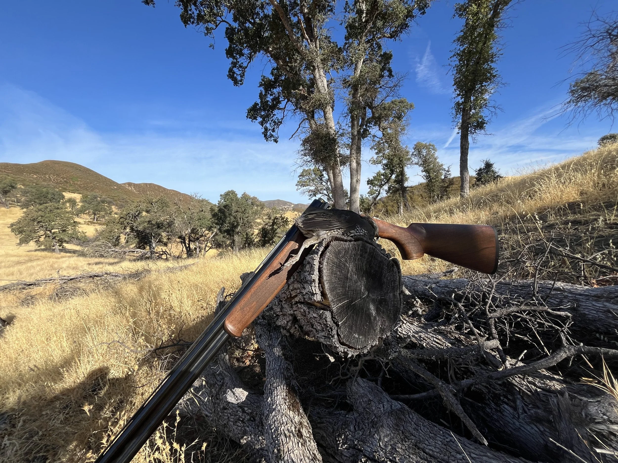 Patterning Nonlead Shot before the 2026 California Dove and Quail Openers: A July and August Range Session Plan