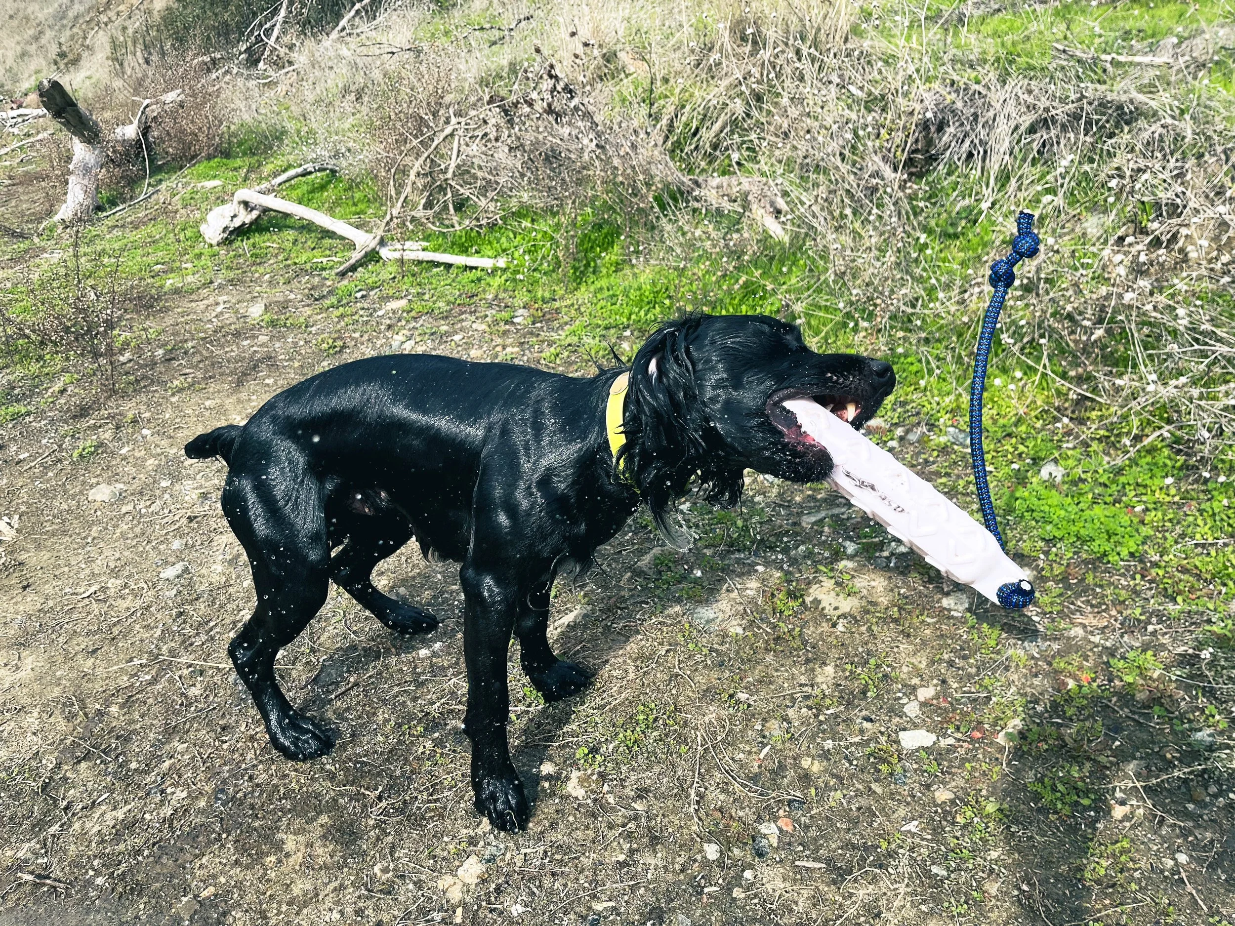Dog Conditioning for Early-September Heat