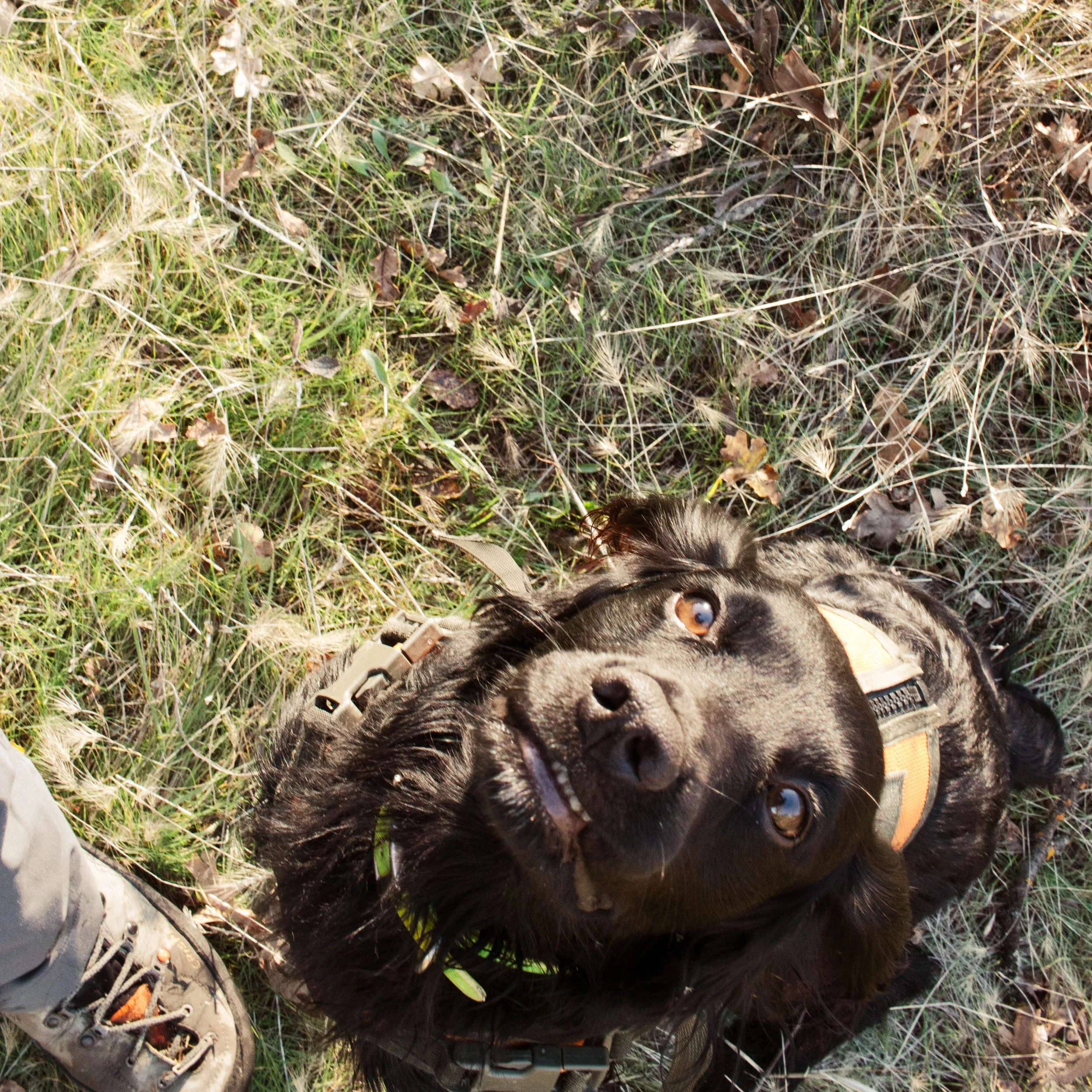 Heat, Shade, and Water Strategy: Don't Cook Your Dog on Sept 1