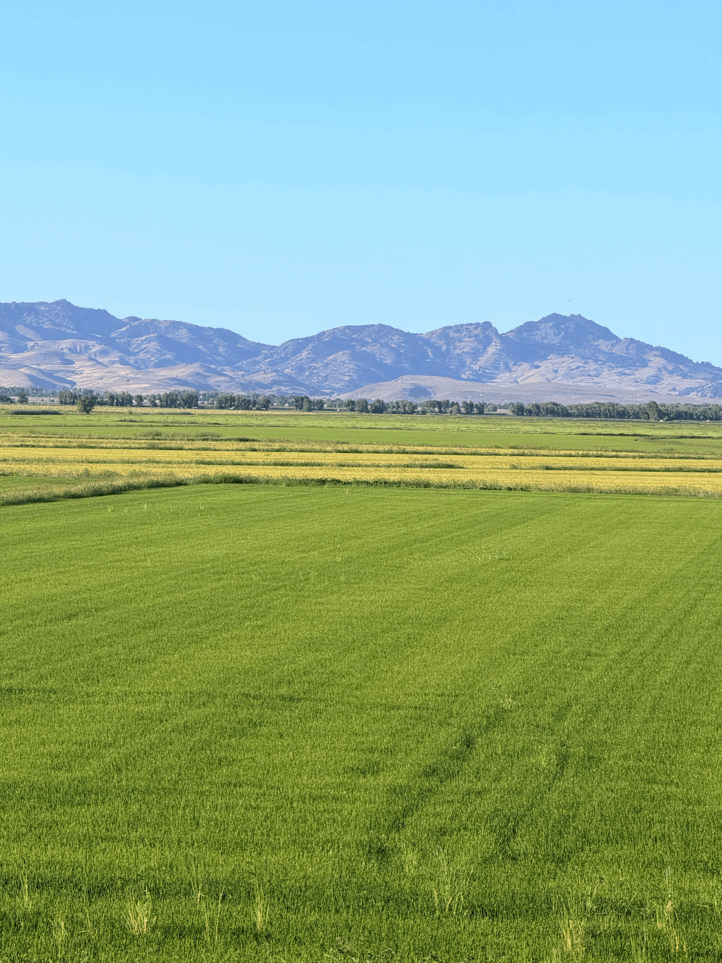 What Changes in a Sacramento Valley Dove Field After Opening Weekend