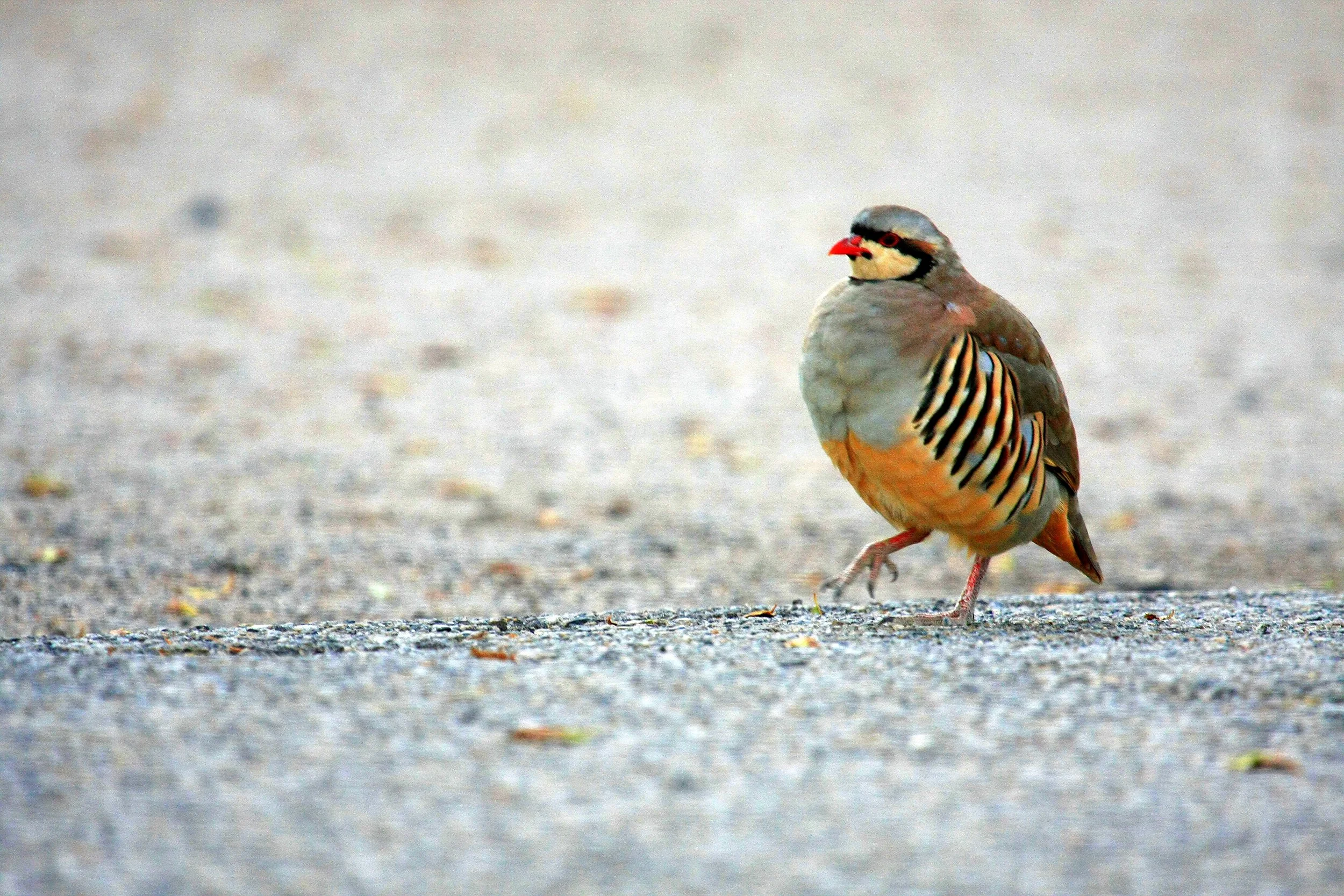 California Chukar Hunting: Planning a First Season on Alectoris chukar