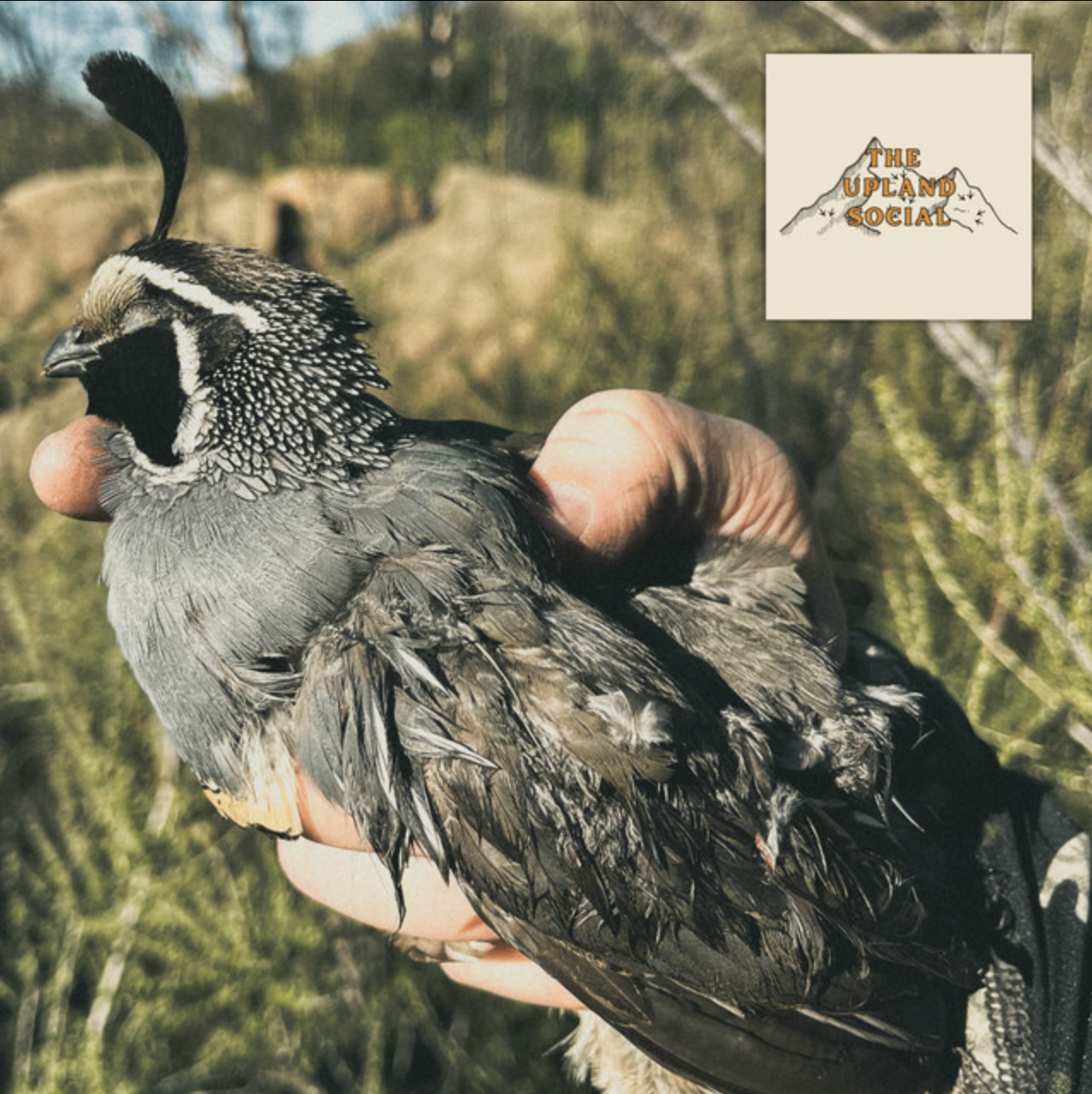 From a Dove Field Back to Quail: Peter Burnham on The Upland Social