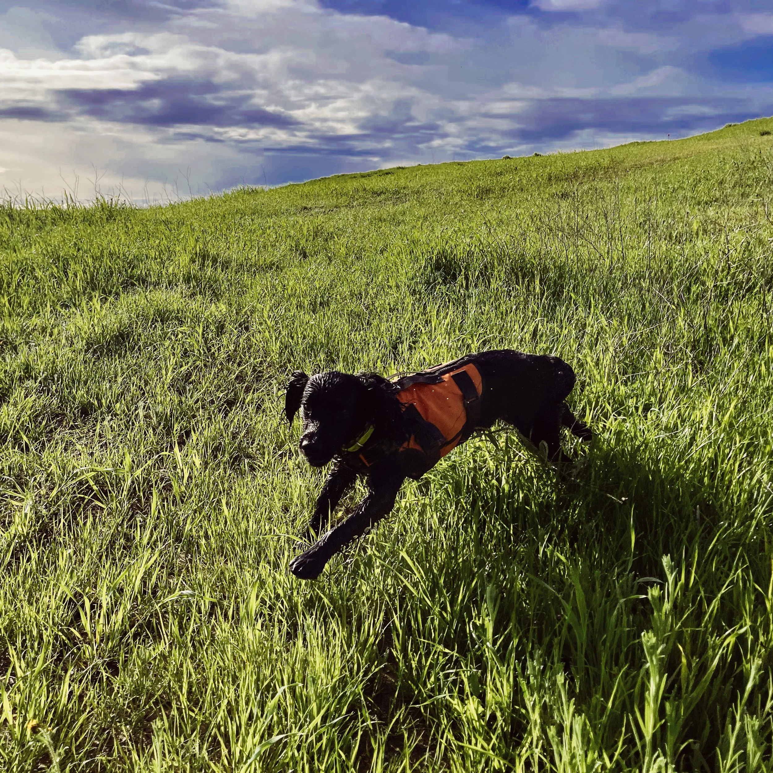 Reading Alan: What a Flushing Dog's Posture, Tail Set, and Cadence Tell You About a Covey