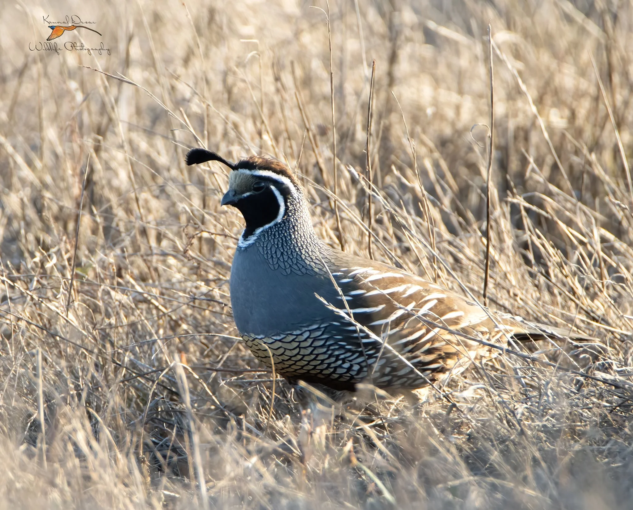 Hunting California Quail Without a Dog: First Light to the Cooler