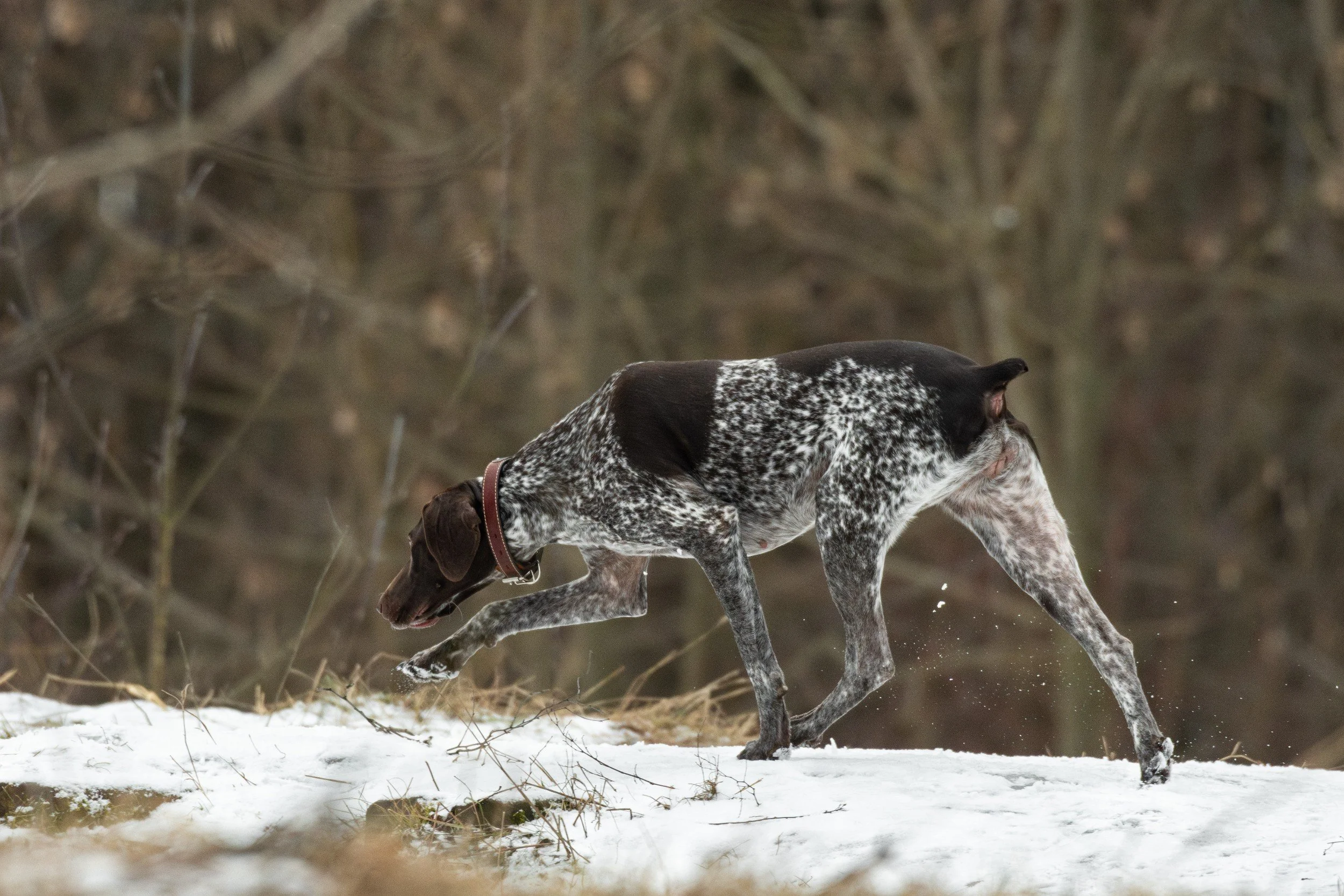 A liver-roan German shorthaired pointer with a dark saddle works a scent line across late-winter snow, nose down, below bare brush.