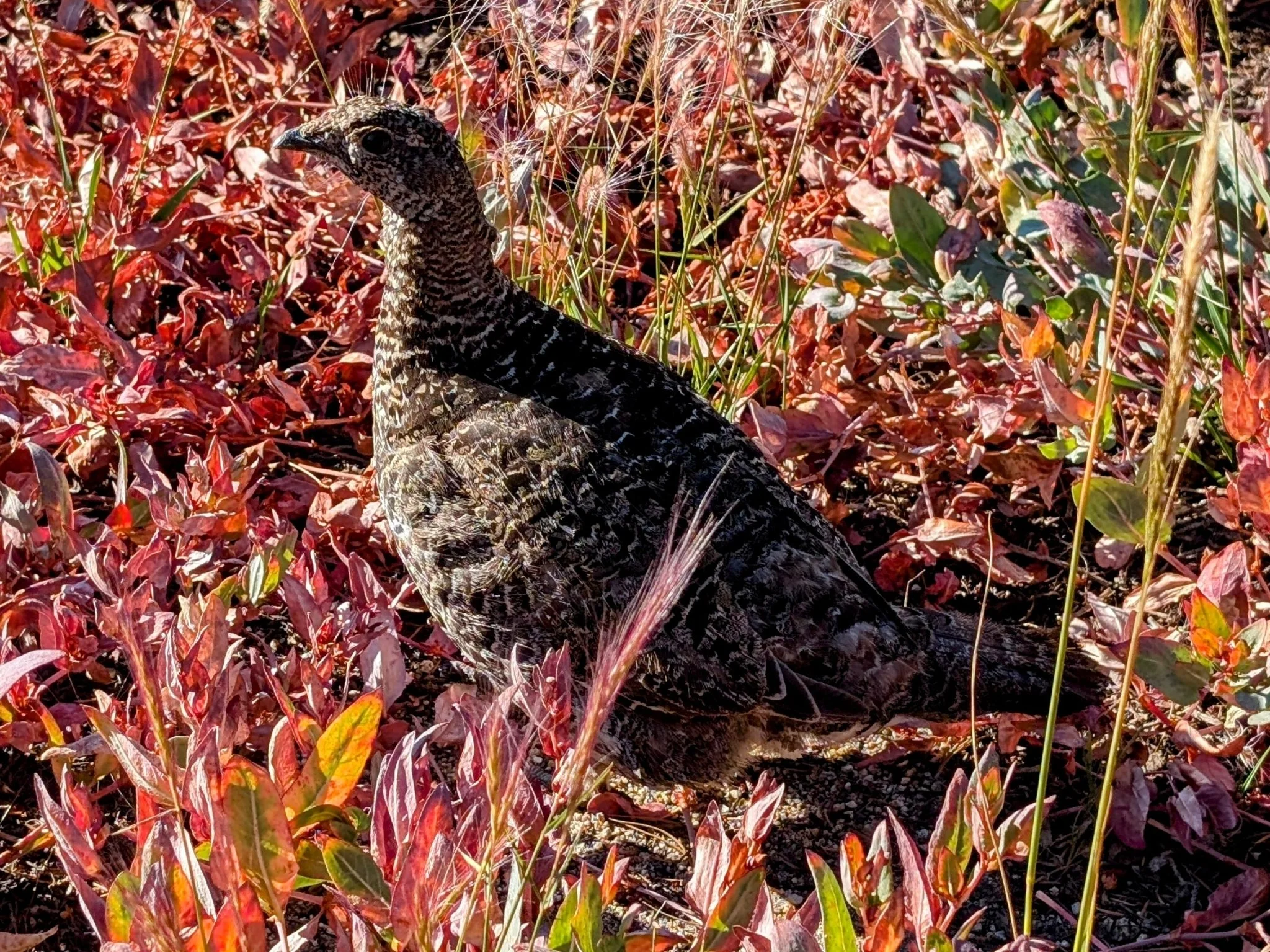 A sooty grouse stands in red and orange early-fall ground cover in the Sierra Nevada of Placer County.