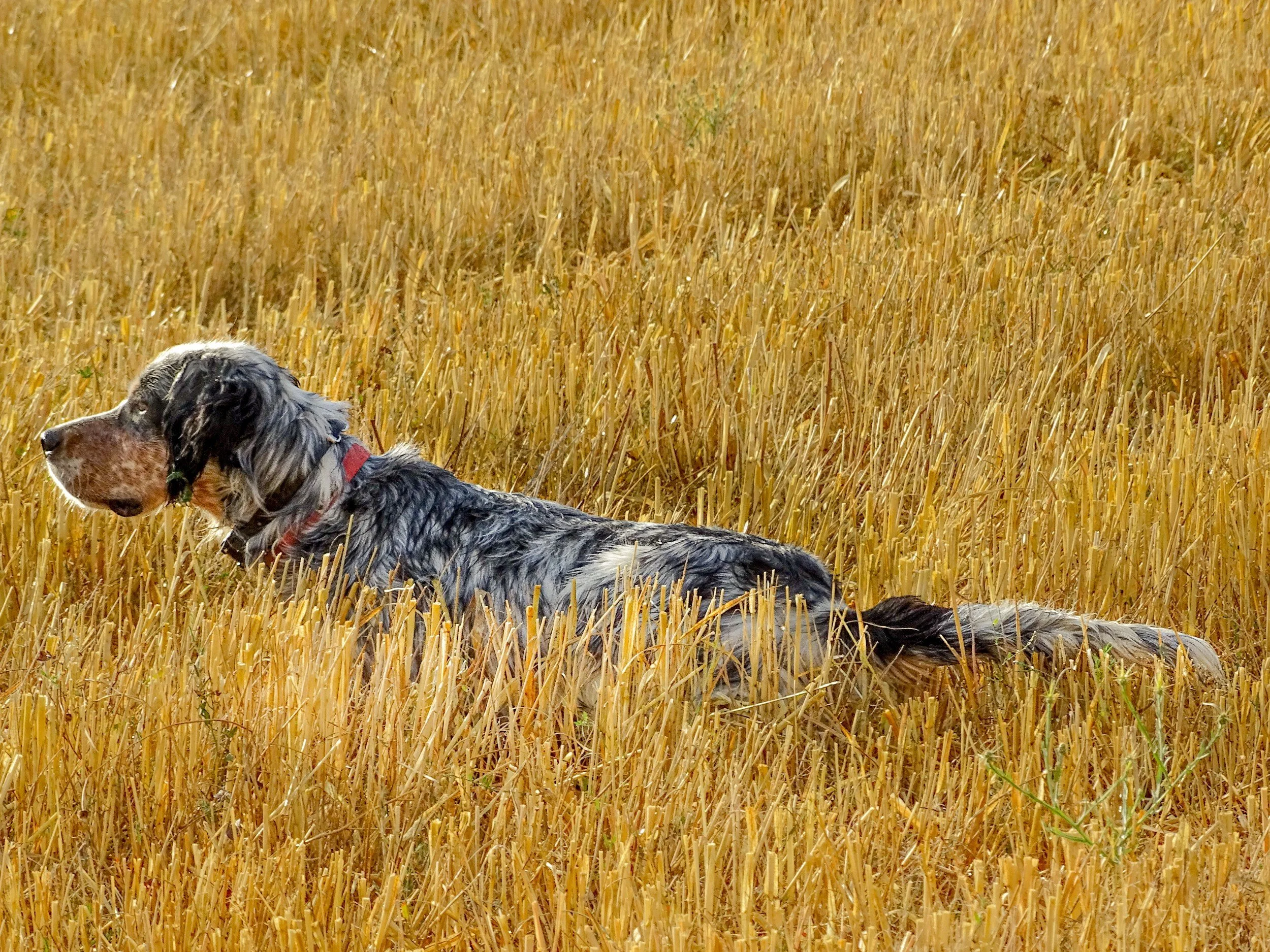 A blue belton English setter holds a low, intense point in golden summer stubble.