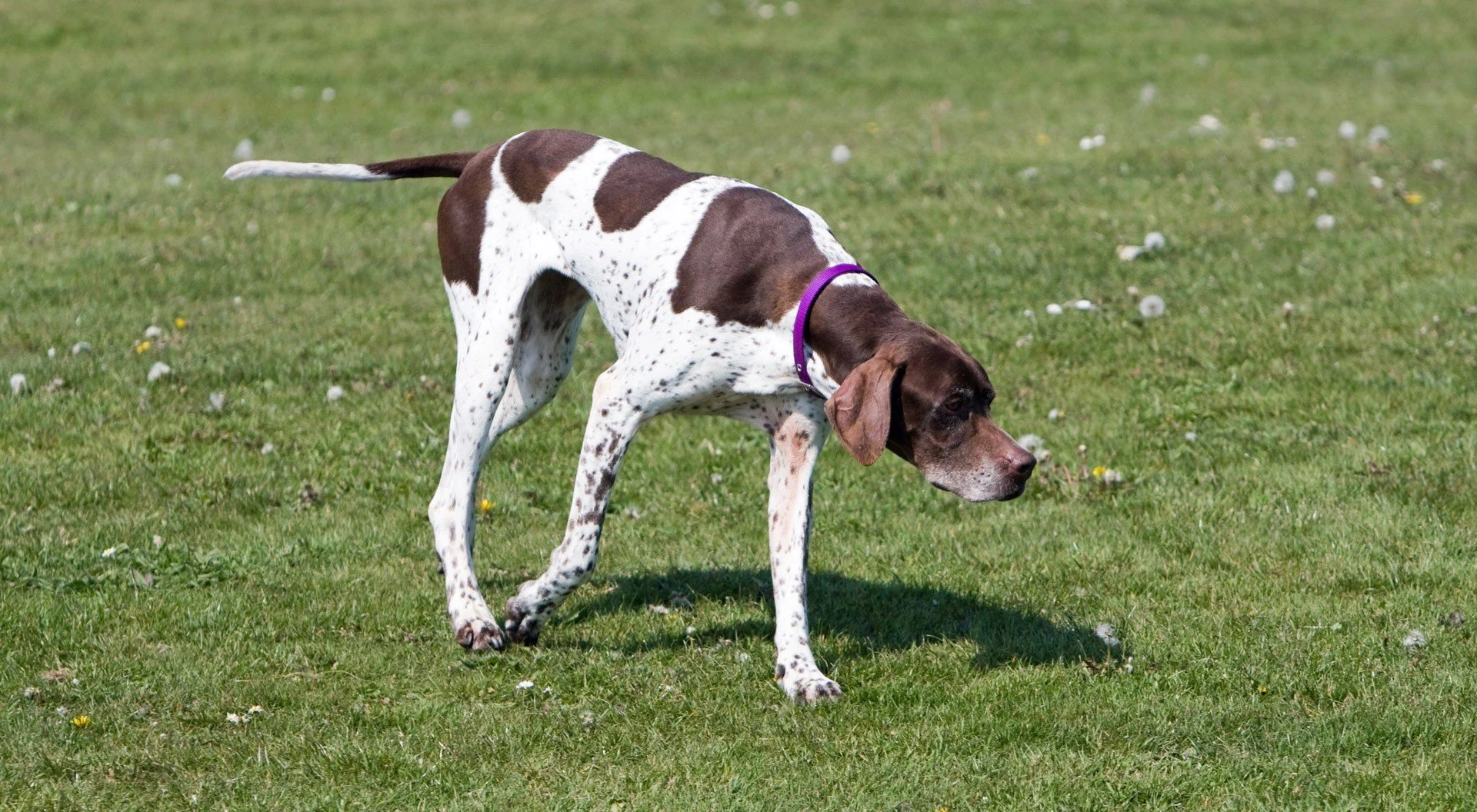 A liver-and-white pointer works a scent across open grass, head low and tail level.