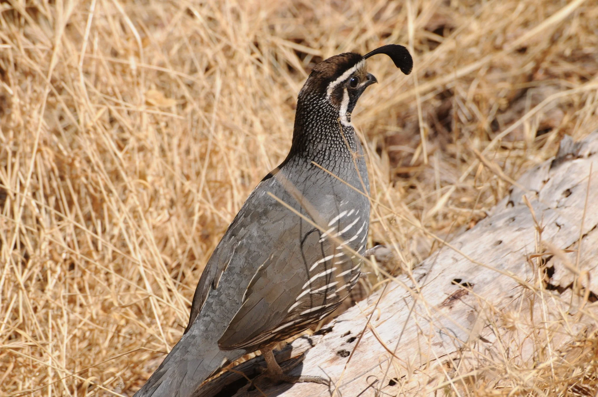 A male California quail with its forward-curling plume stands in dry golden grass beside a weathered log.