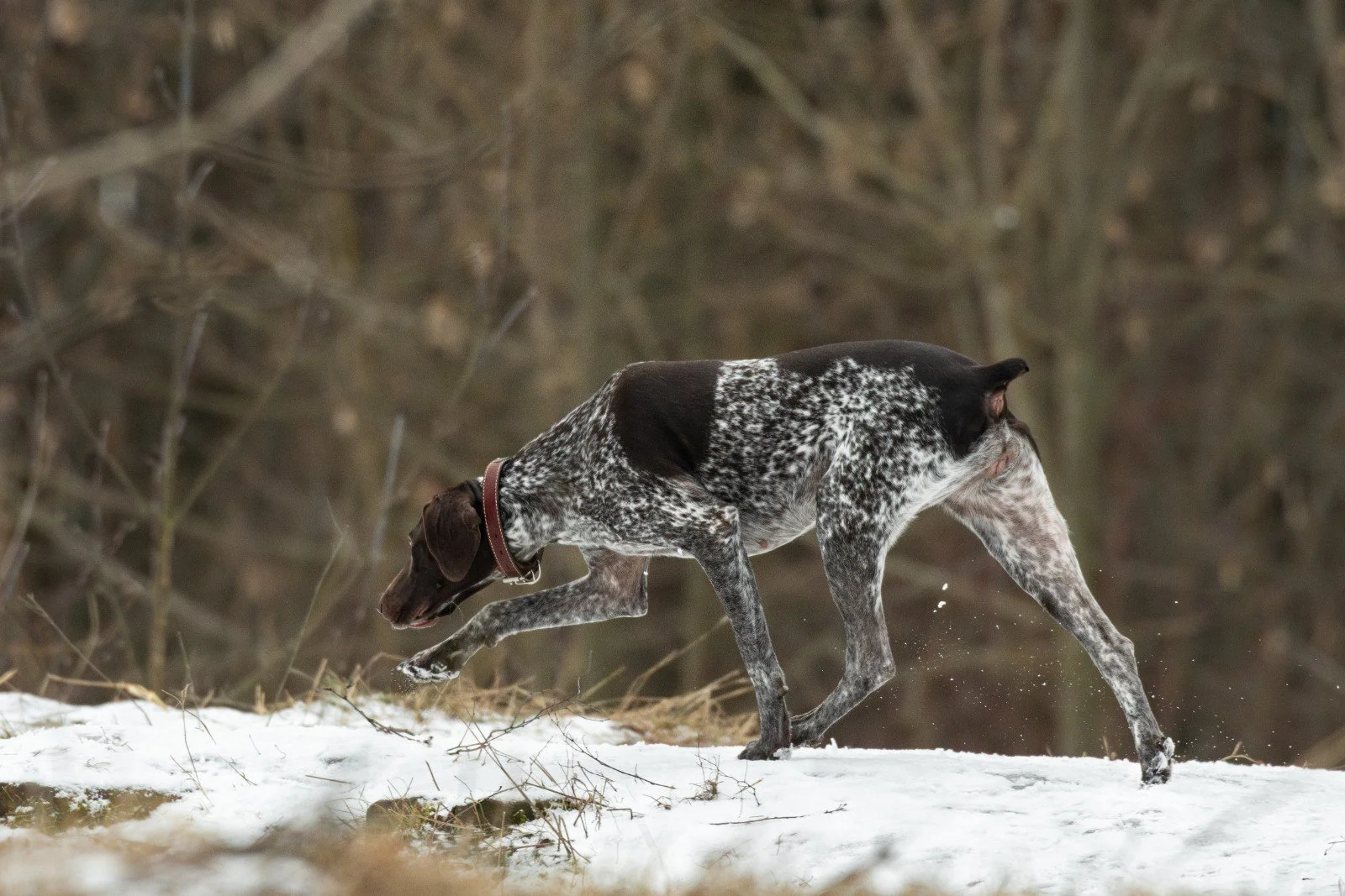 A liver-roan German shorthaired pointer with a dark saddle works a scent line across late-winter snow, nose down, below bare brush.