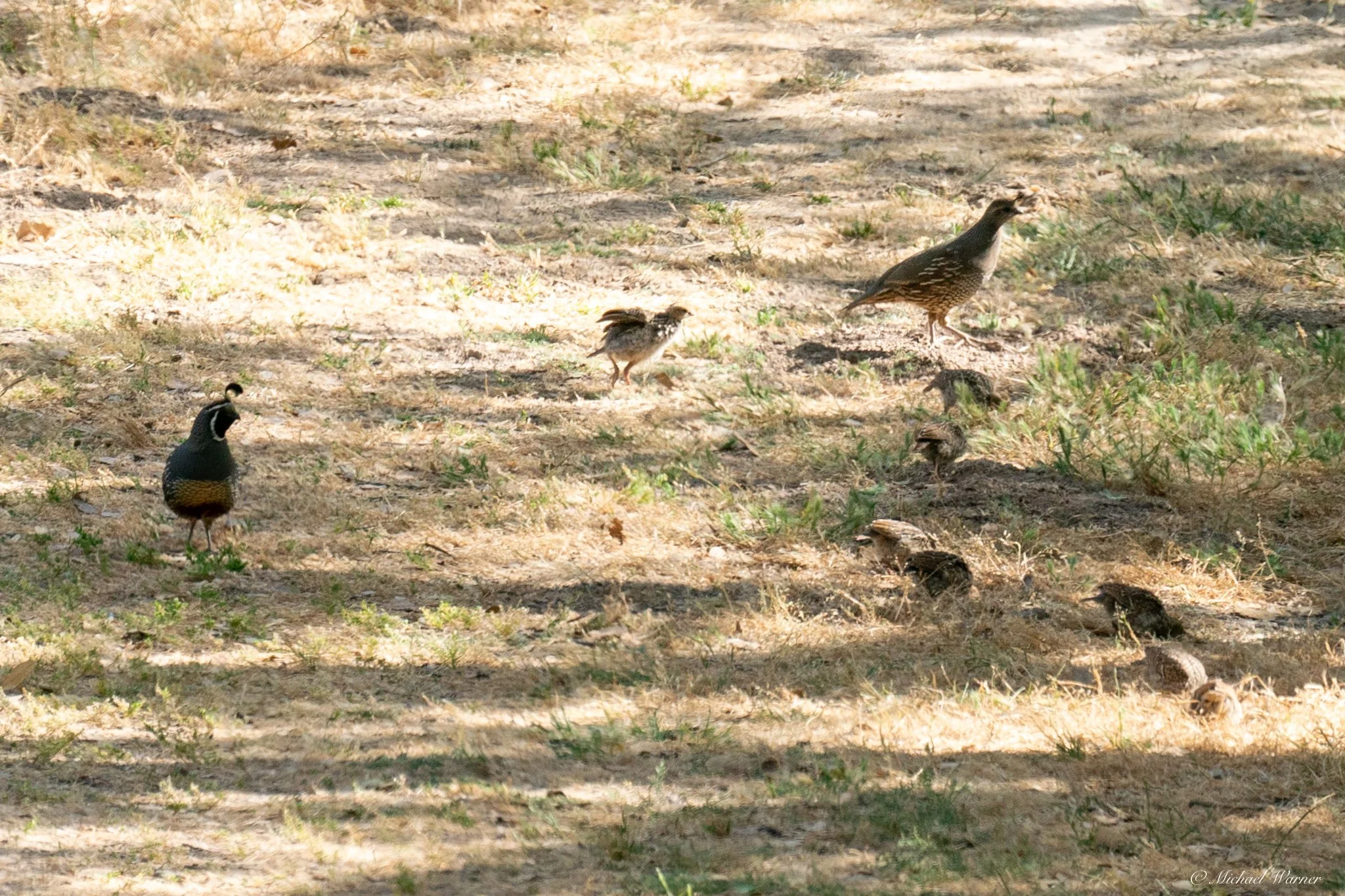 A California quail pair with their brood on shaded ground in Richmond