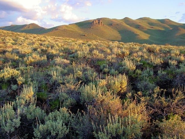 Upland sagebrush habitat