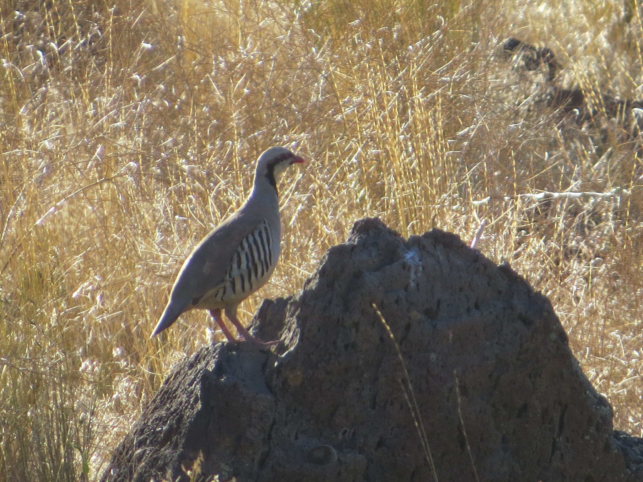 A chukar partridge with a black eye-stripe and barred flanks stands on a dark basalt boulder above cured cheatgrass in Modoc County.