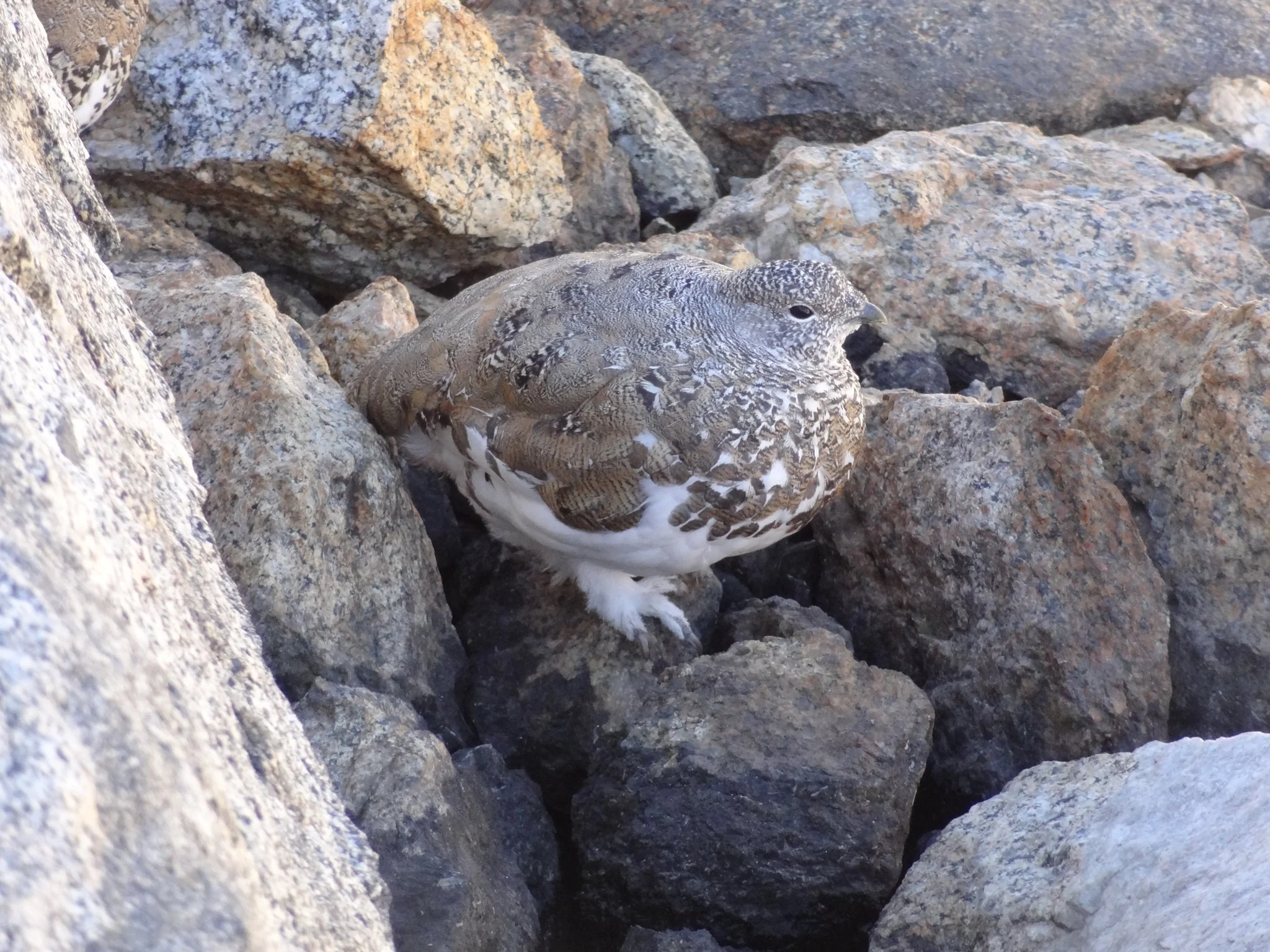 A white-tailed ptarmigan in mottled early-fall plumage with white wings and belly sits among granite boulders in the Sierra Nevada.
