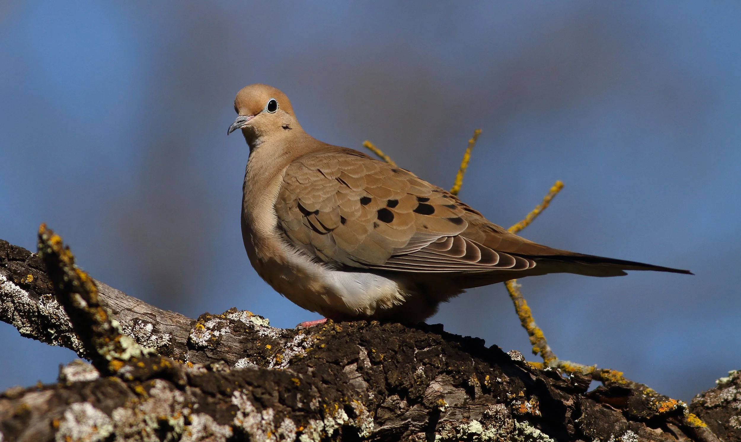 A mourning dove perched on a lichen-covered branch against a blue sky in Sacramento, California.