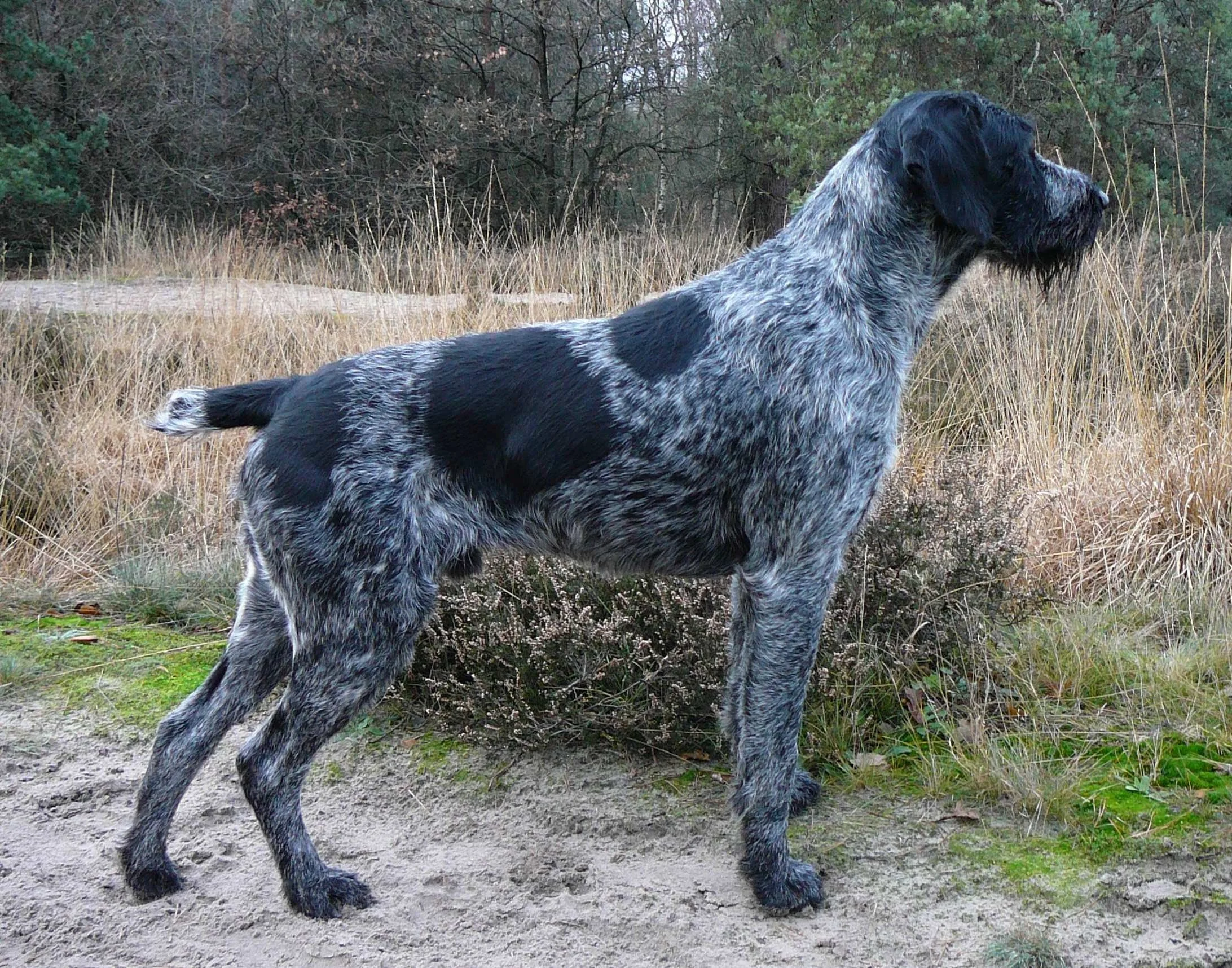 A black-roan German wirehaired pointer with a black saddle stands alert on sandy ground in front of dry grass and brush.