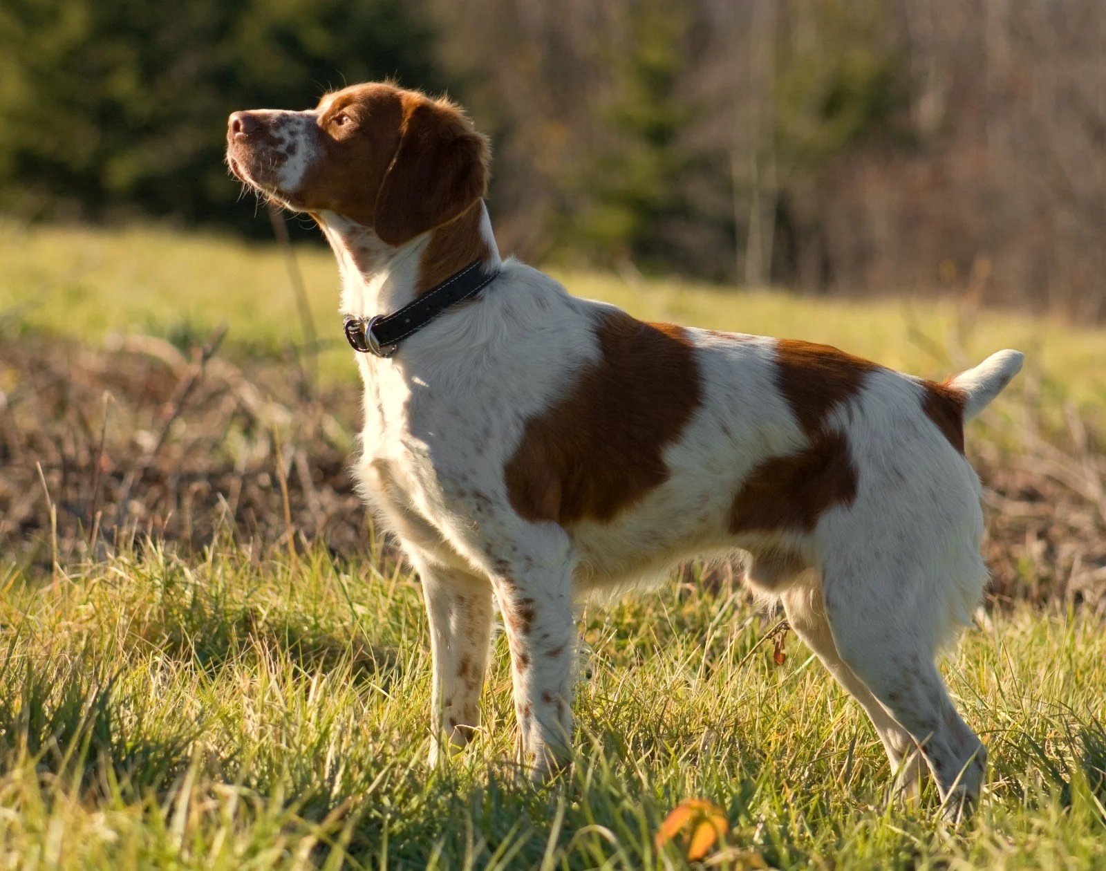A white Brittany with chestnut patches stands alert in dry November grass in front of a line of brush.