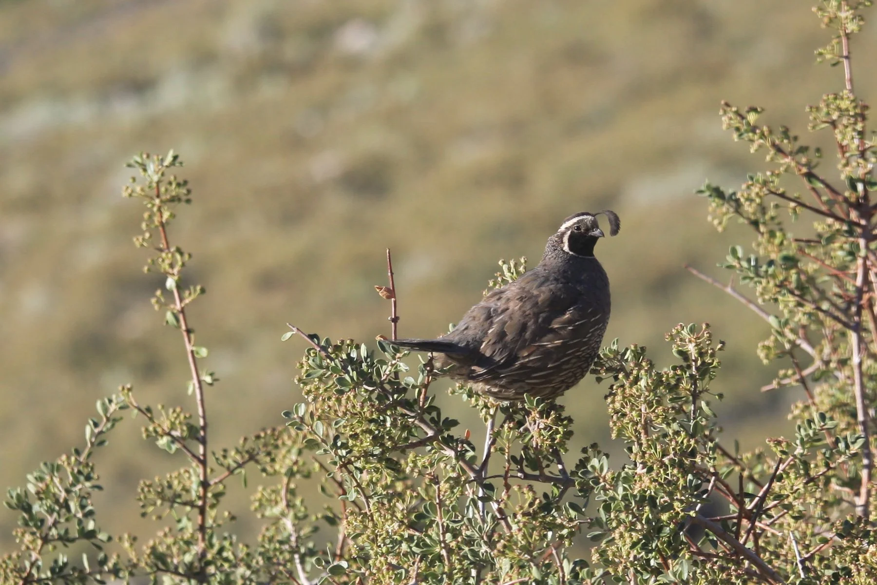 A male California quail perched on antelope bitterbrush at 7,000 feet near Swall Meadows in the eastern Sierra.