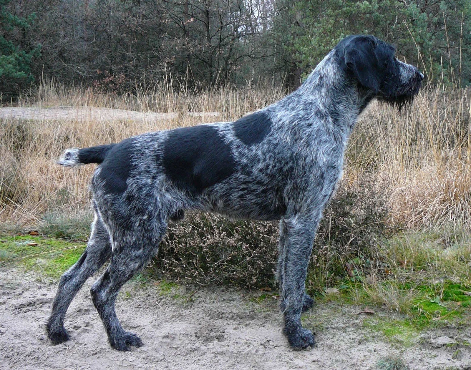 A black-roan German wirehaired pointer with a black saddle stands alert on sandy ground in front of dry grass and brush.