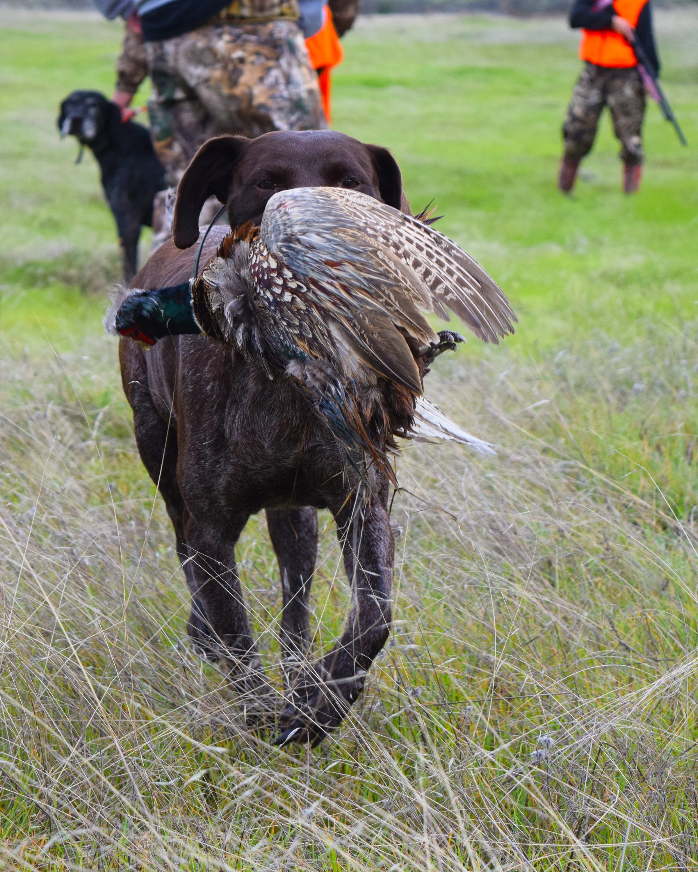 A bird dog carries a rooster pheasant back through the grass at a Sacramento River Bend pheasant hunt