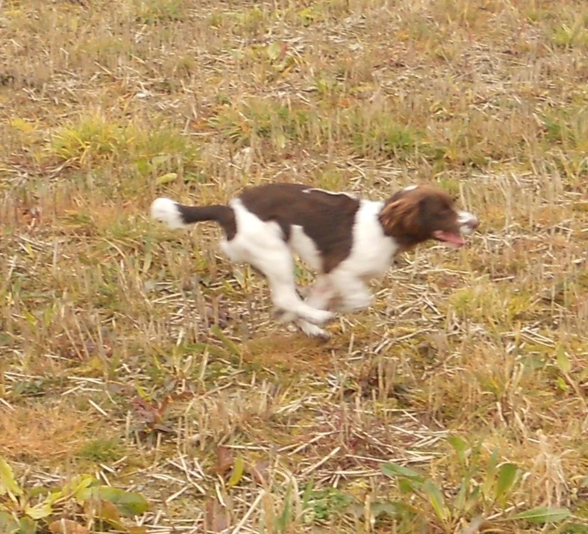 A liver-and-white English springer spaniel runs flat out across a grassy stubble field.