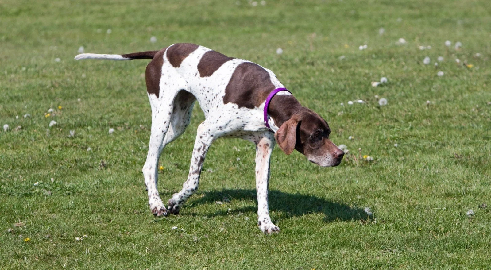 A liver-and-white pointer works a scent across open grass, head low and tail level.