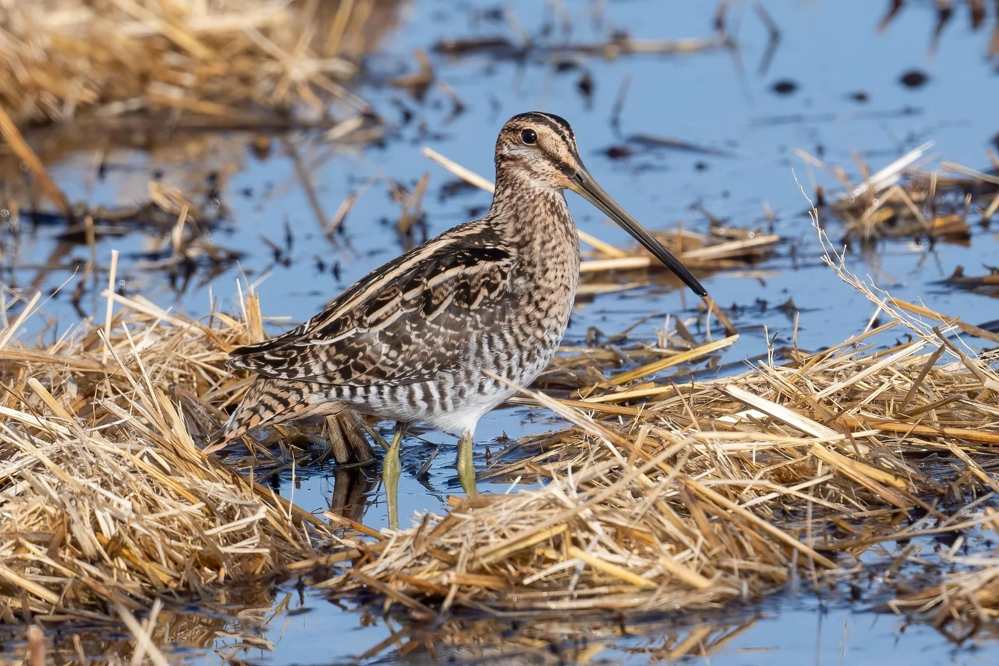 A Wilson's snipe with a long straight bill and striped back stands in shallow water among flooded rice stubble.