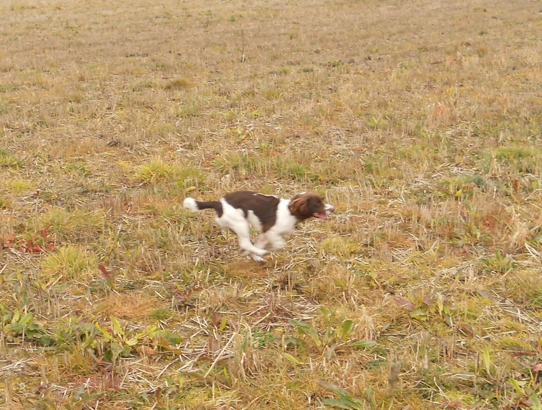 A liver-and-white English springer spaniel runs flat out across a grassy stubble field.