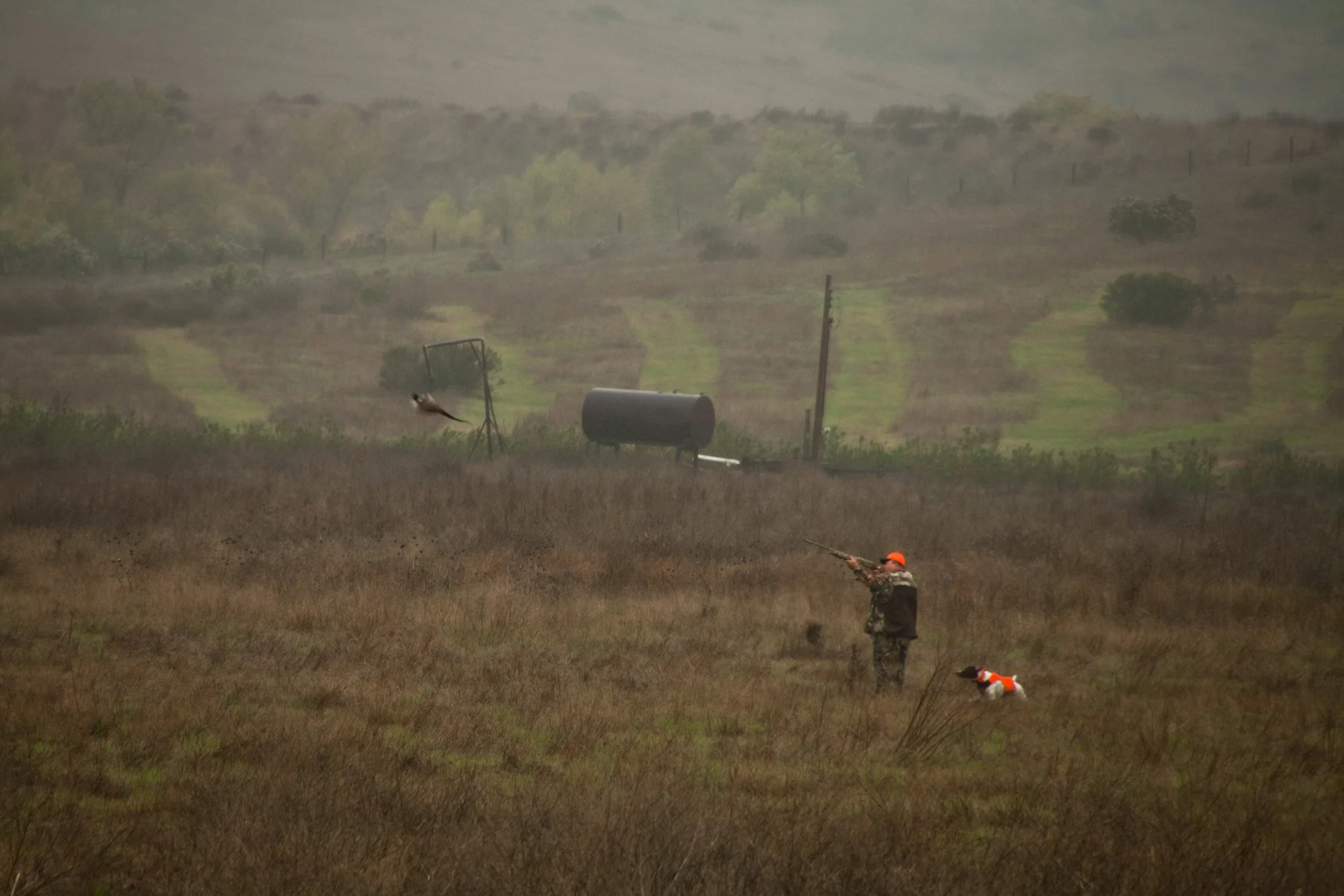 A hunter and his flushing dog work a wet field edge below oak hills on a foggy California pheasant hunt.