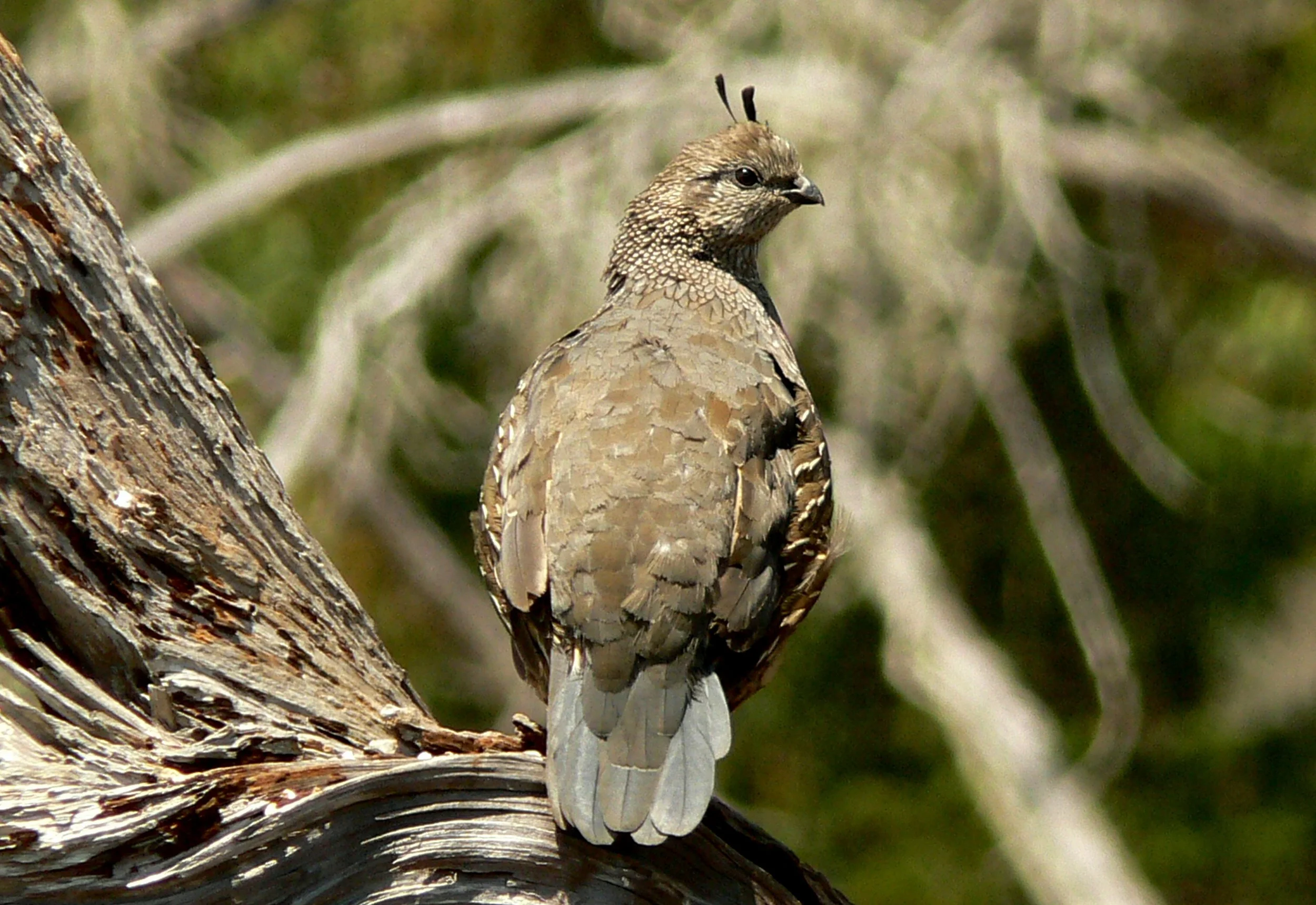 A female California quail stands lookout on a weathered log near Los Osos, San Luis Obispo County